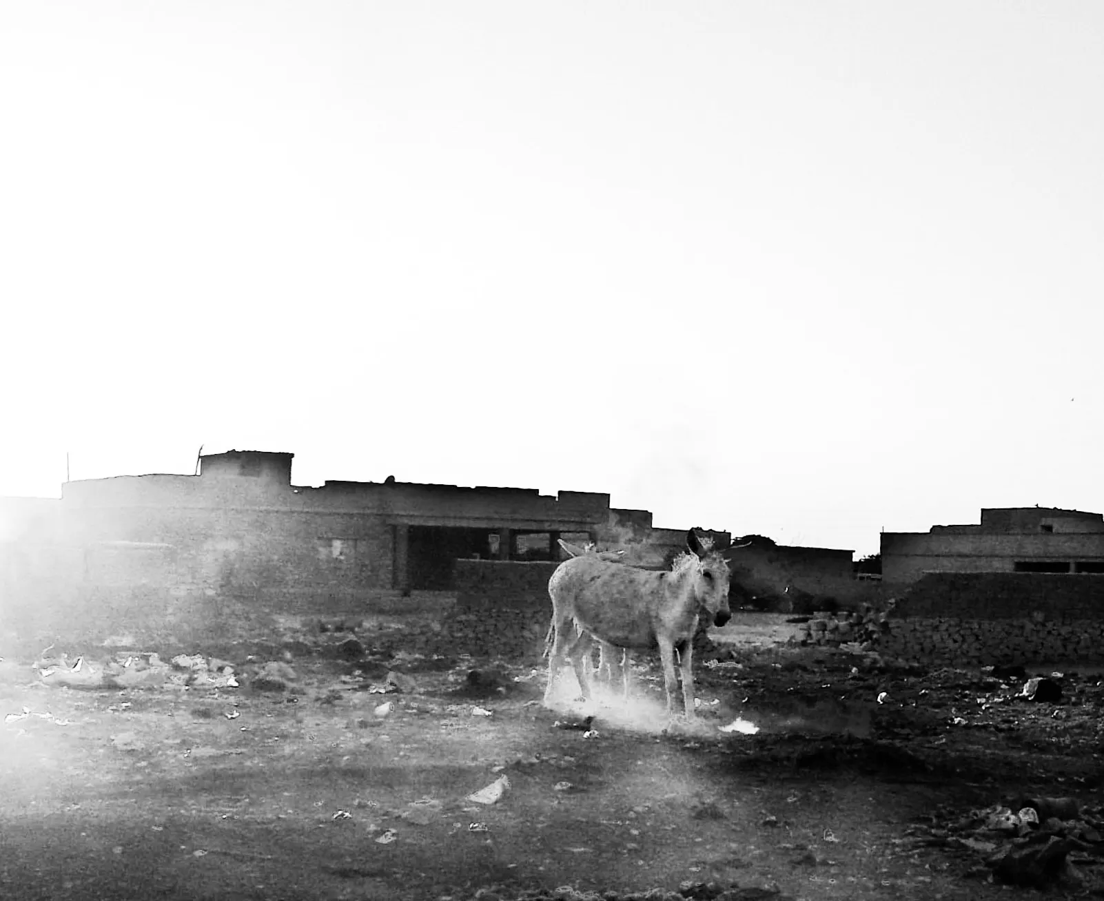 A donkey stands in a debris-strewn open lot in front of low buildings in a black-and-white photograph.