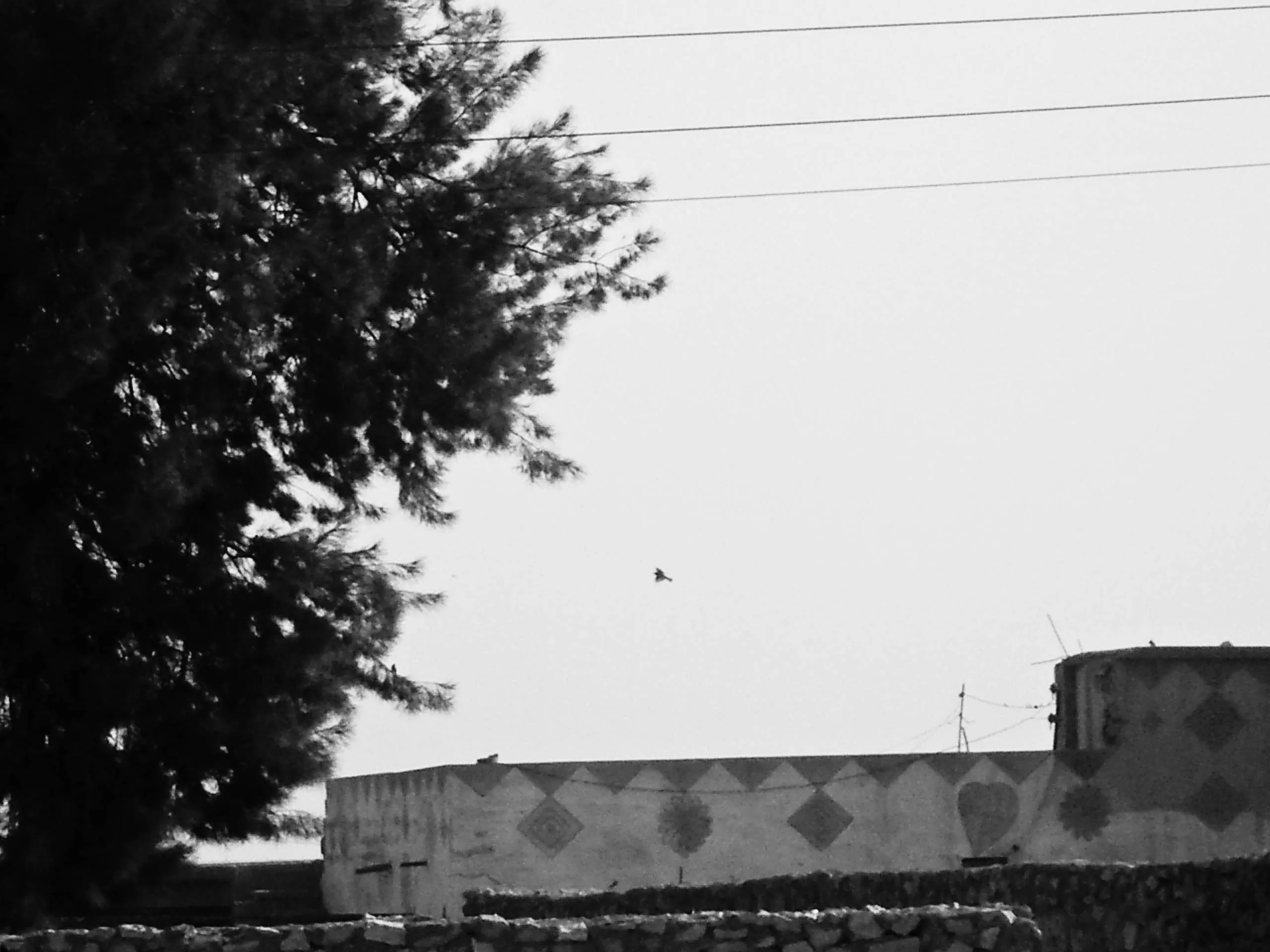 Black-and-white view of a dark tree beside a low patterned wall with utility wires across the sky.