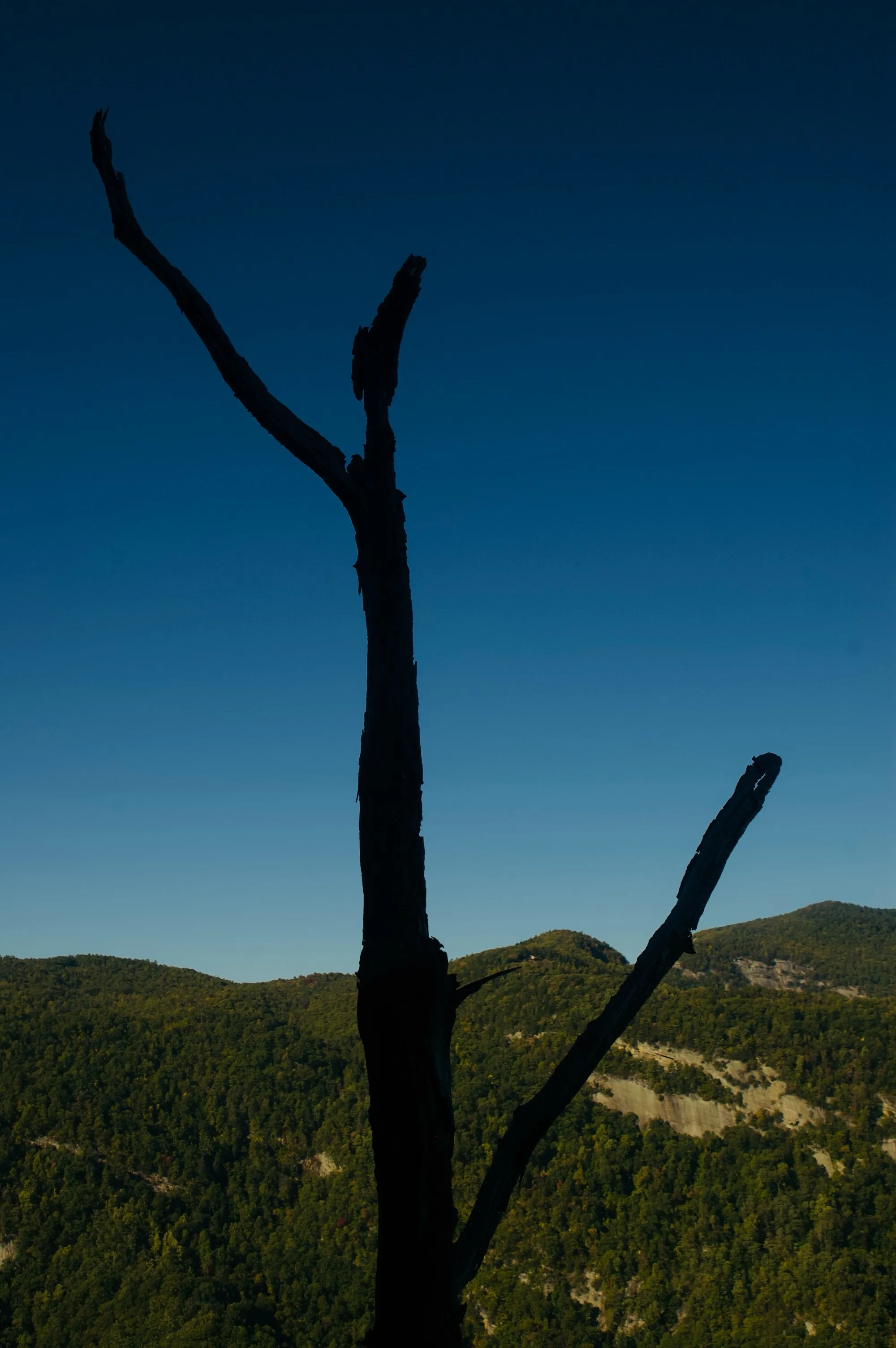A dark bare tree trunk stands against a deep blue sky above distant wooded hills.