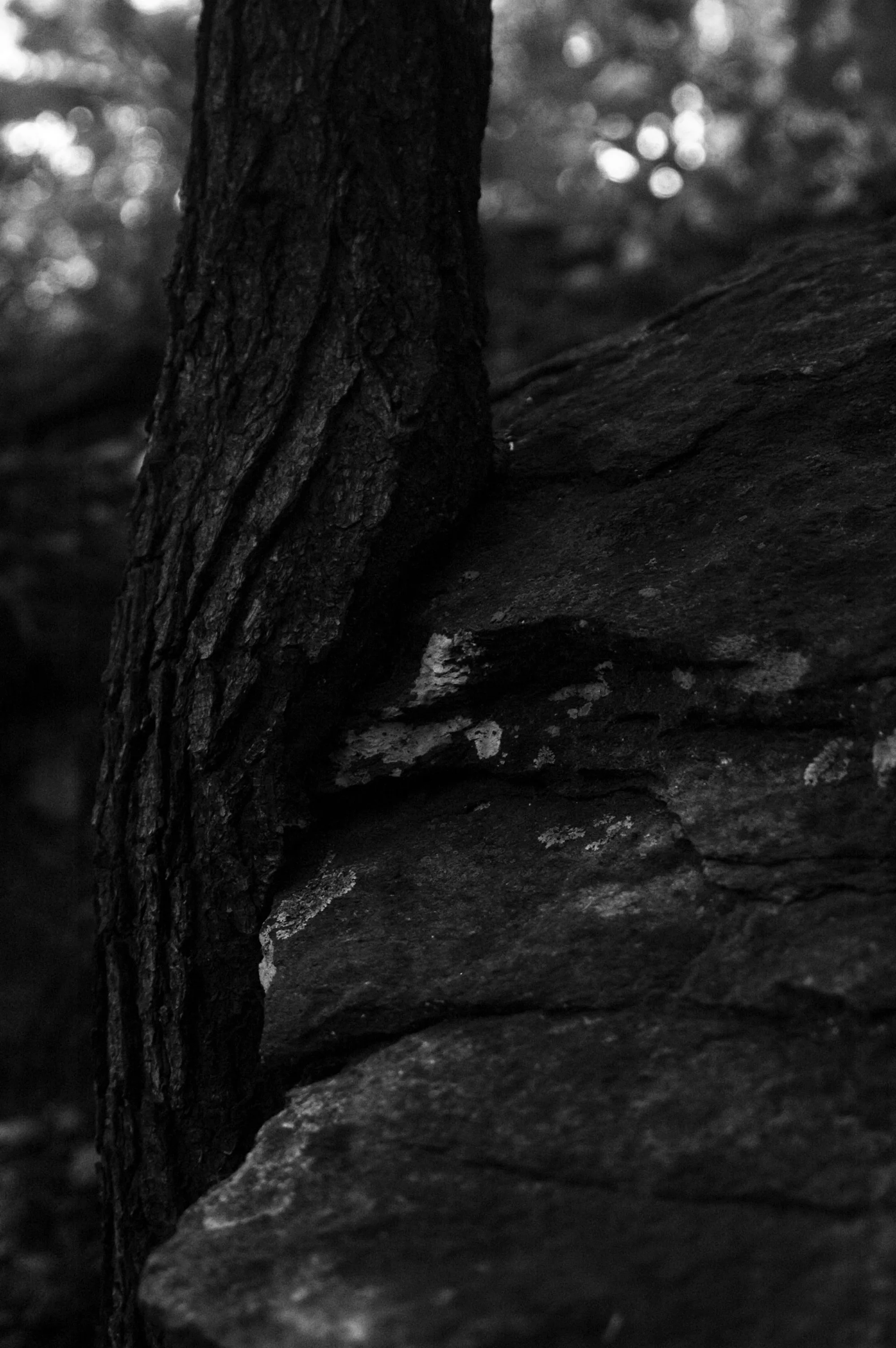A dark tree trunk grows closely beside a textured rock surface in a black-and-white close-up.