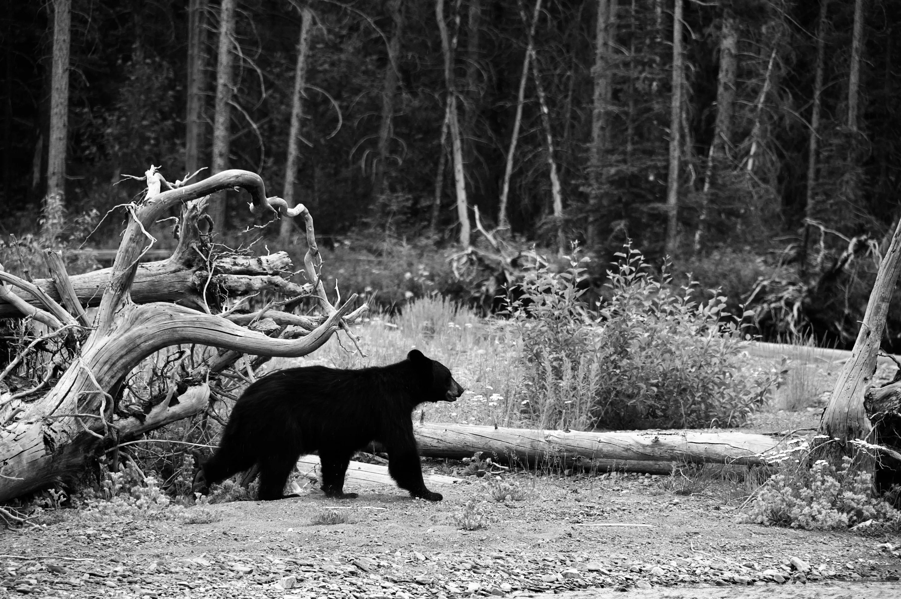 Black-and-white photograph of a black bear walking beside fallen logs in a wooded clearing.
