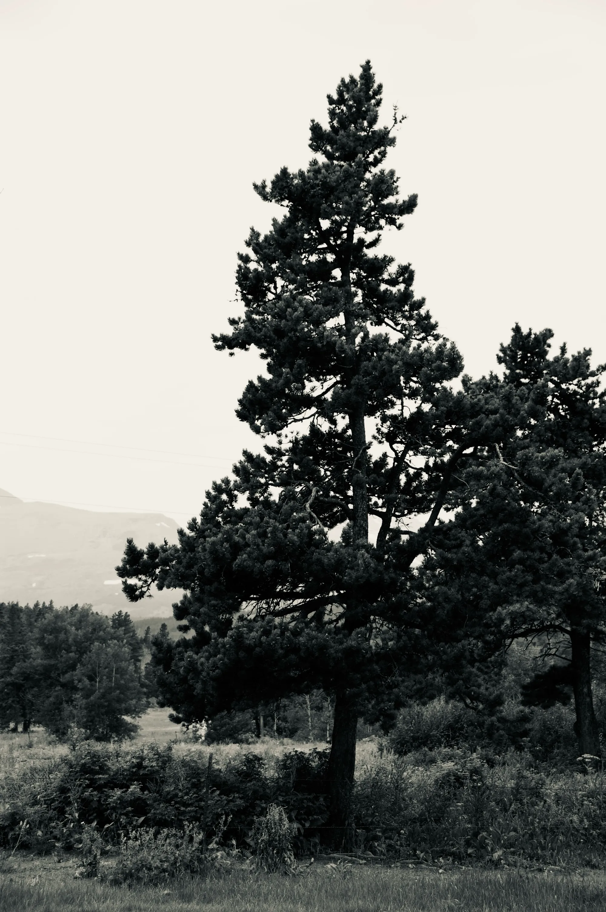 A tall pine tree stands in front of lower trees and a faint mountain landscape.