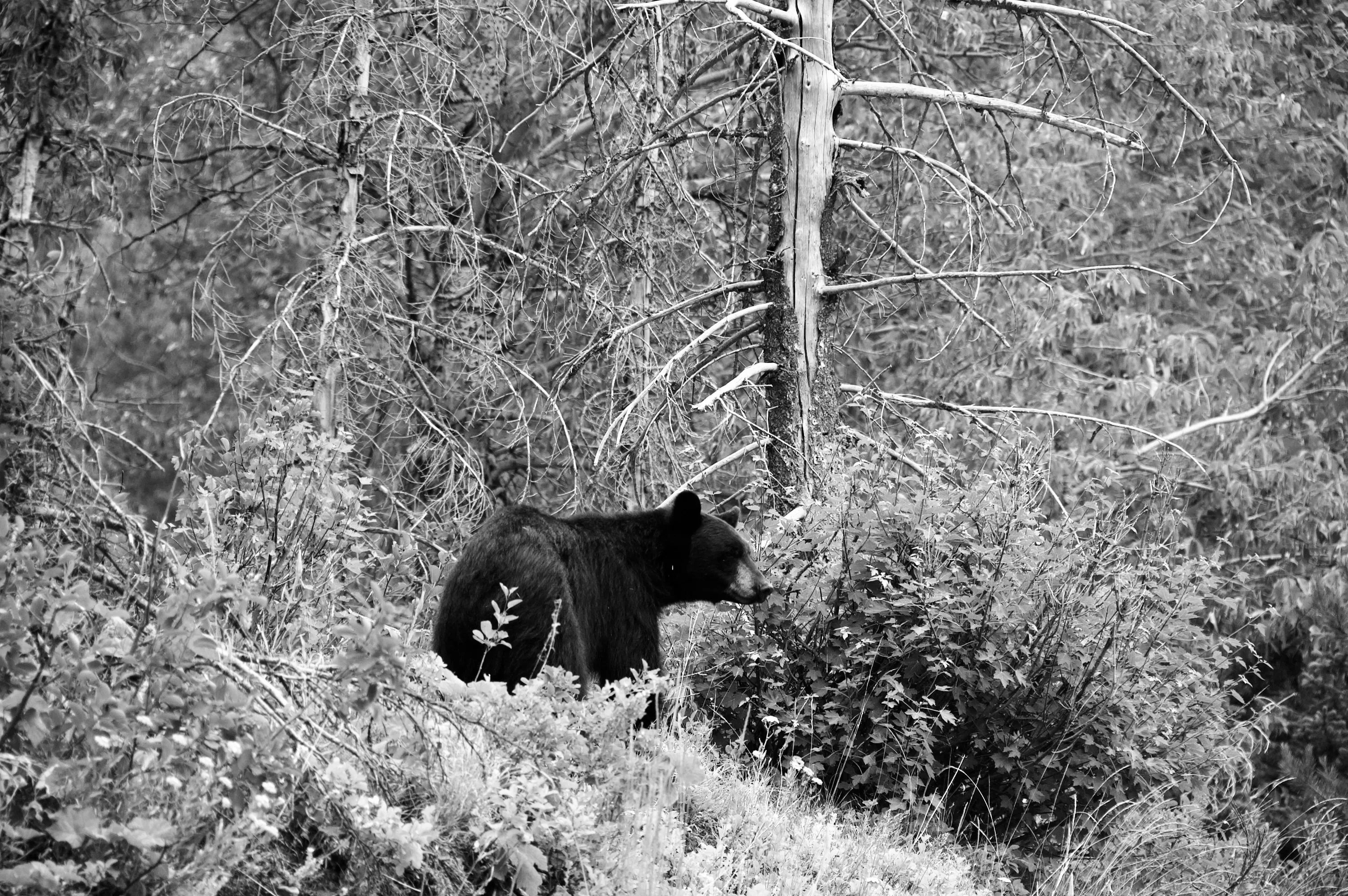 Black-and-white photograph of a black bear walking through dense shrubs and trees.
