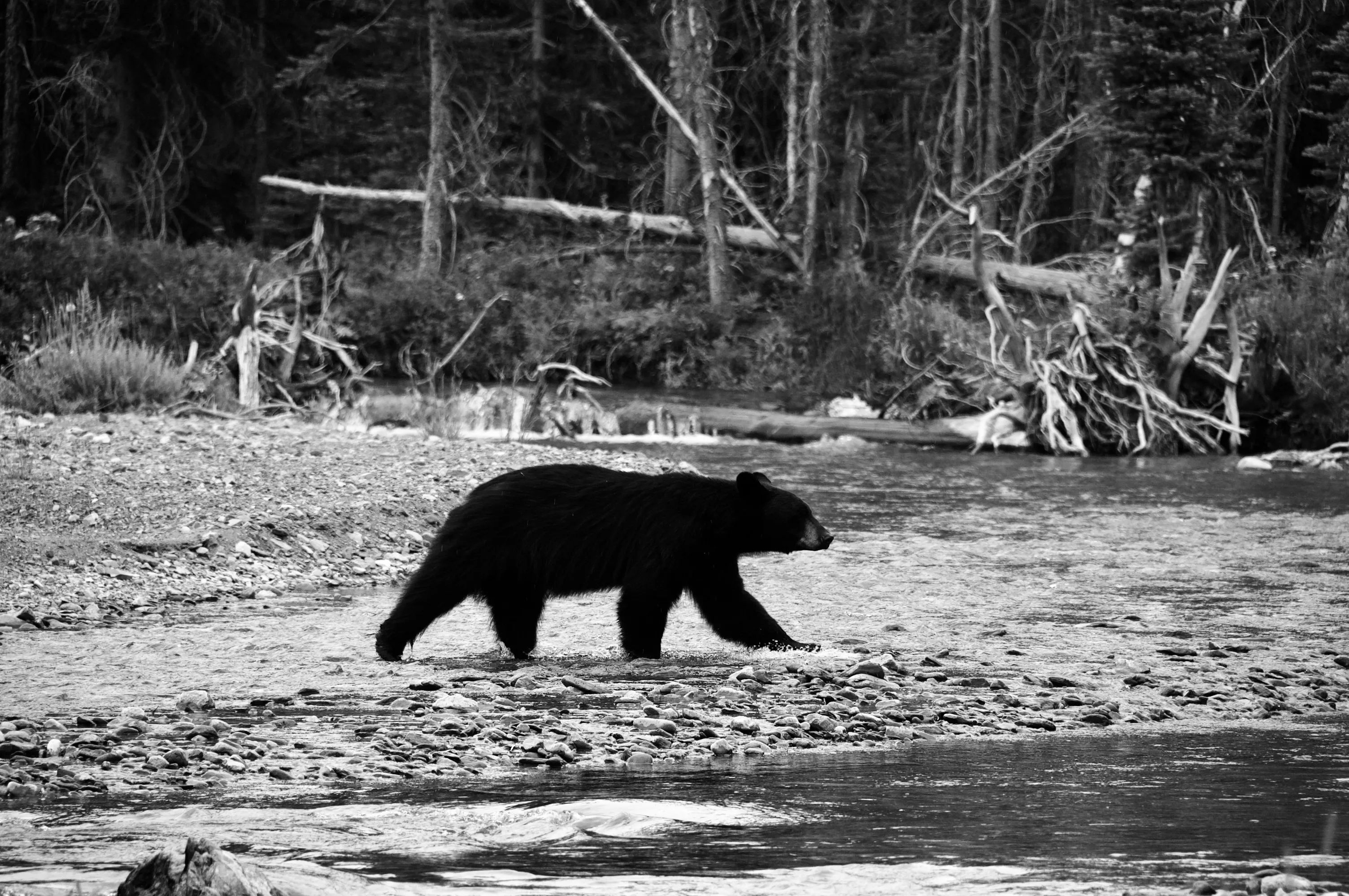 Black-and-white photograph of a black bear walking across a shallow, rocky river with forest behind it.