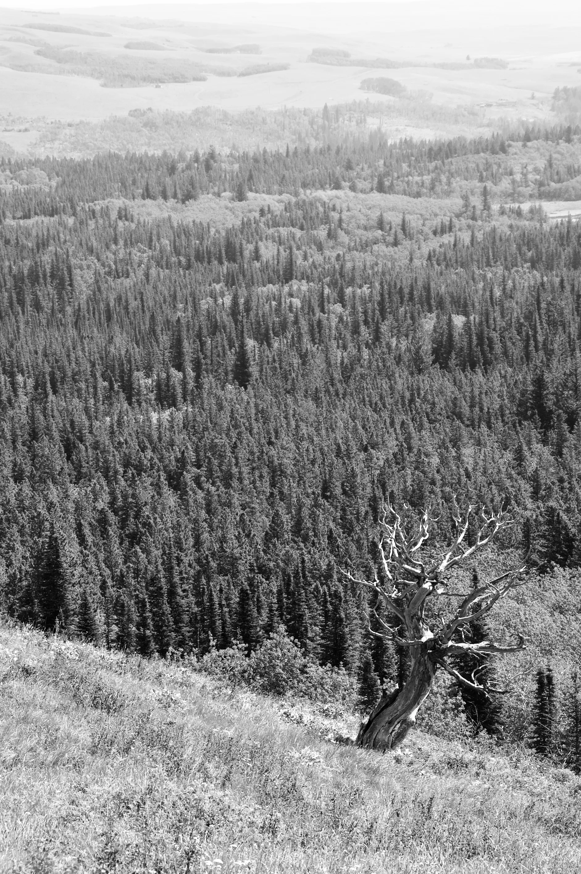 Black-and-white view down a grassy hillside toward a dense forest, with a twisted bare tree in the lower right.