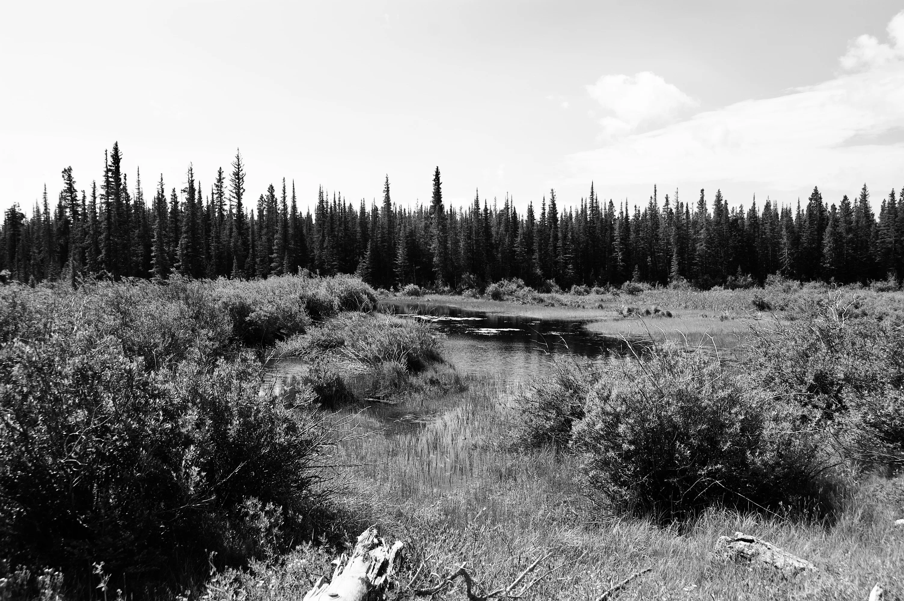 Black-and-white view of a small pond surrounded by low brush and a line of tall conifers.