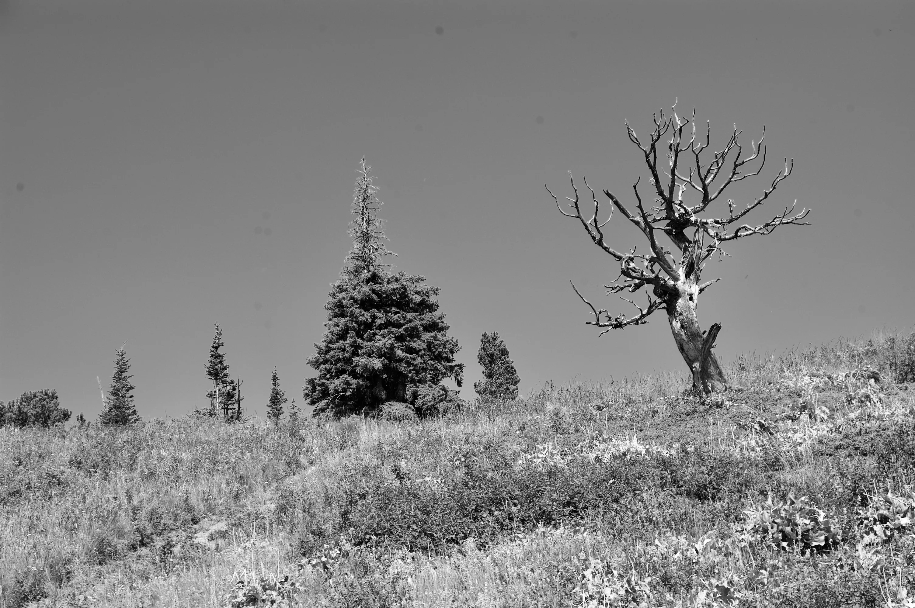 Black-and-white photograph of a leafless tree on a grassy hillside with conifers in the distance.