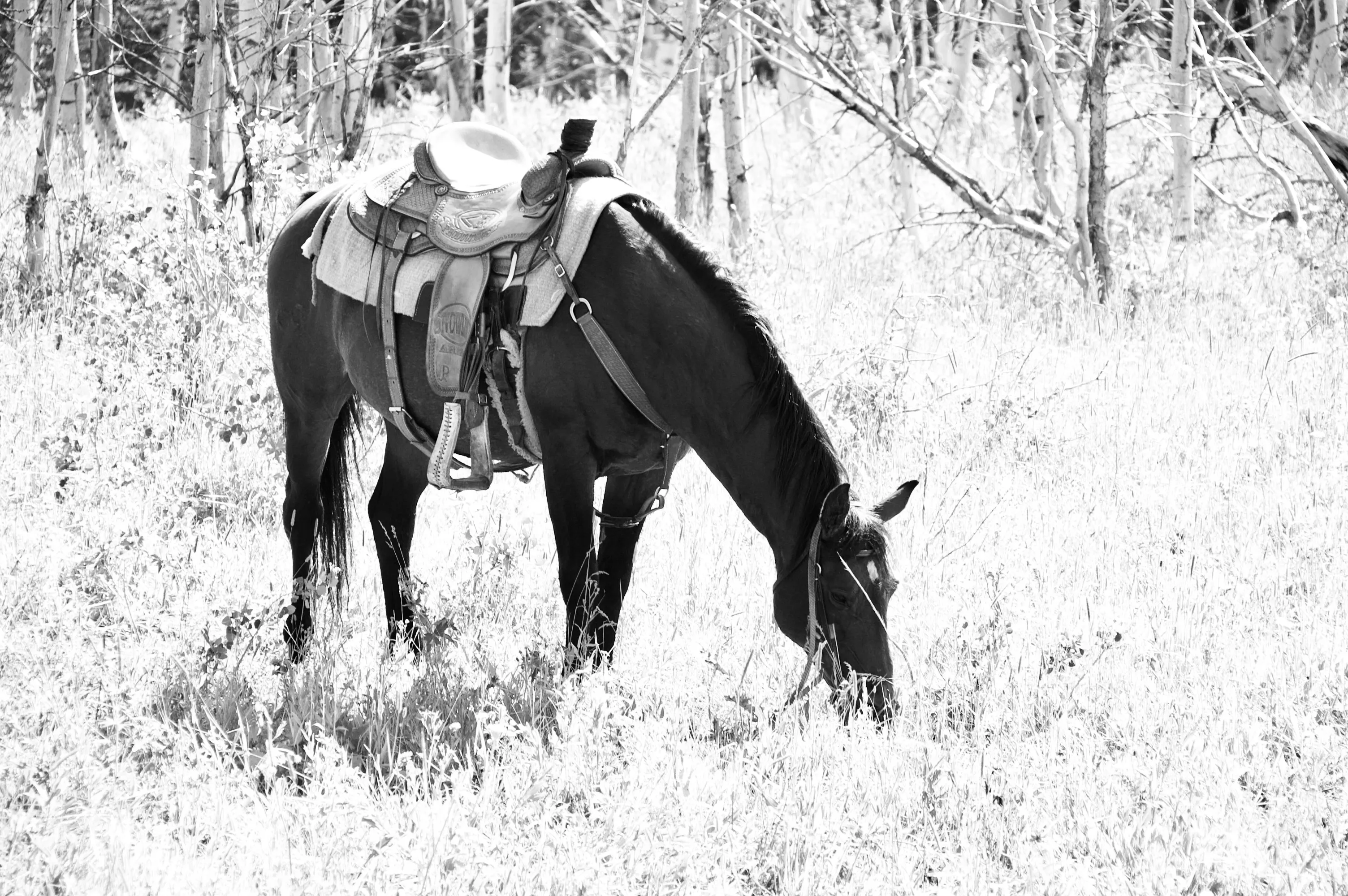 Black-and-white photograph of a saddled horse grazing in a bright wooded area.