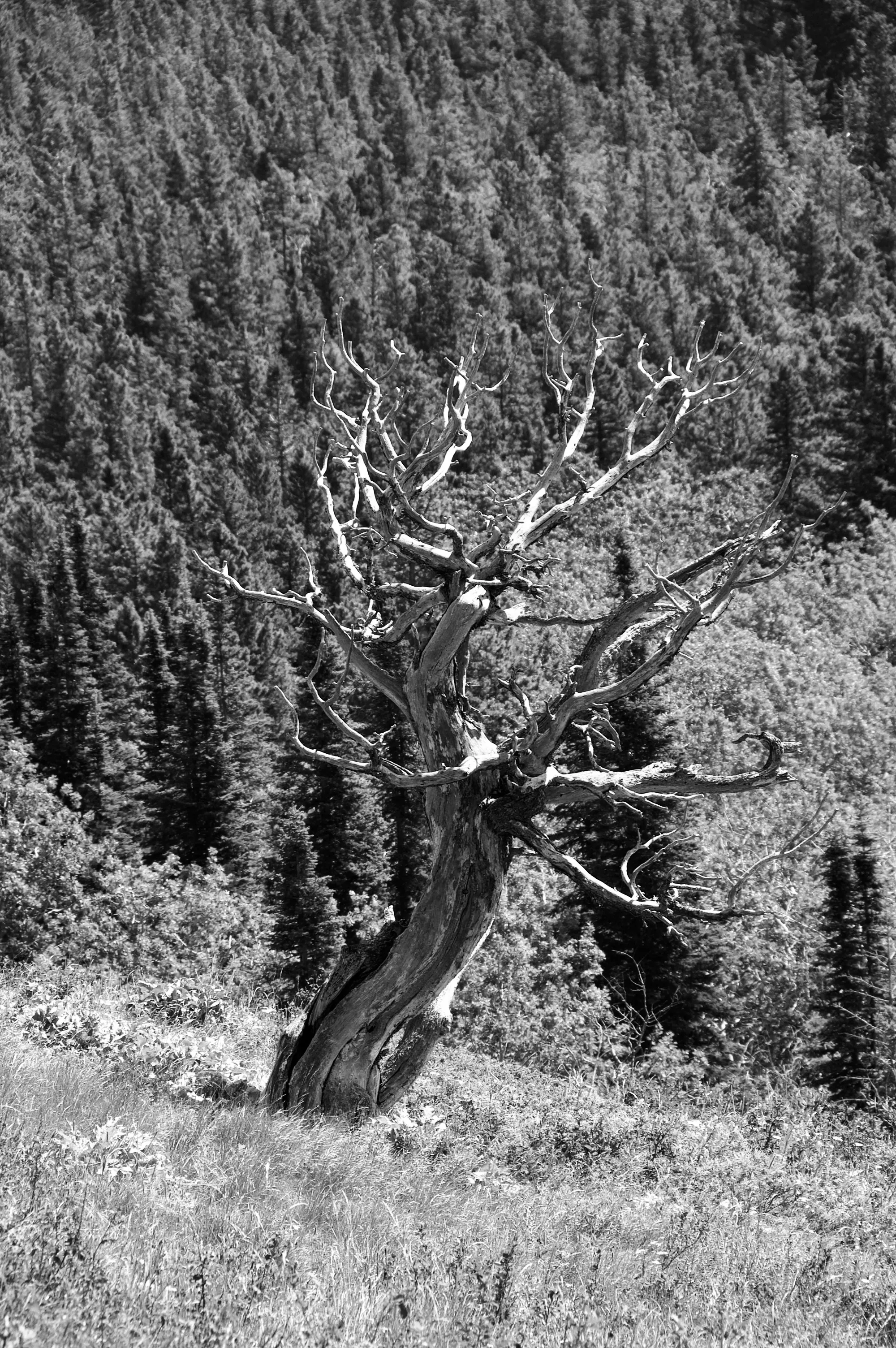 Black-and-white photograph of a twisted dead tree standing in a grassy slope before a densely forested mountainside.