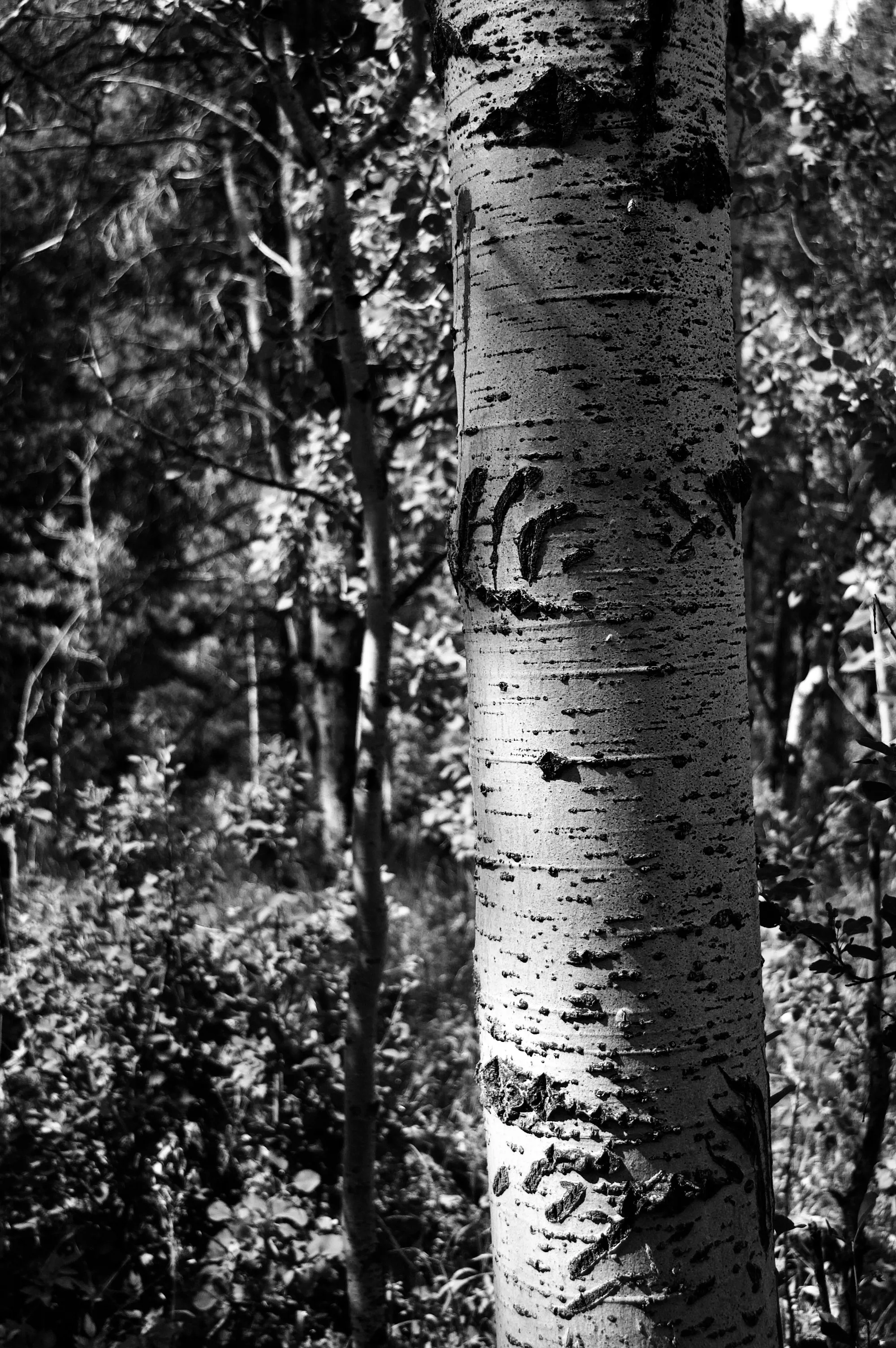 Black-and-white close view of a pale, textured tree trunk against a dark forest background.