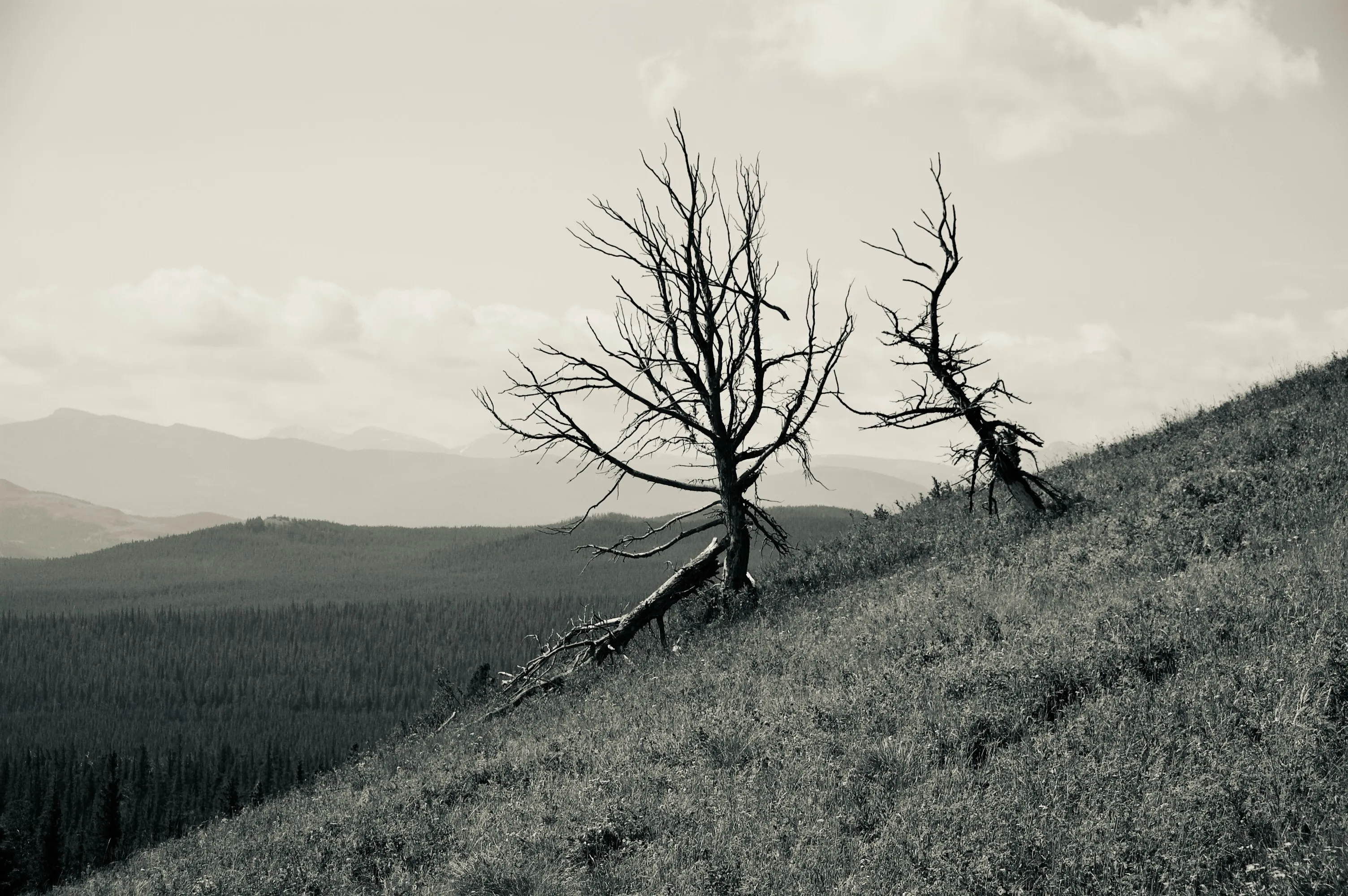 Muted black-and-white landscape of two dead trees on a grassy hillside above a forested valley and distant mountains.