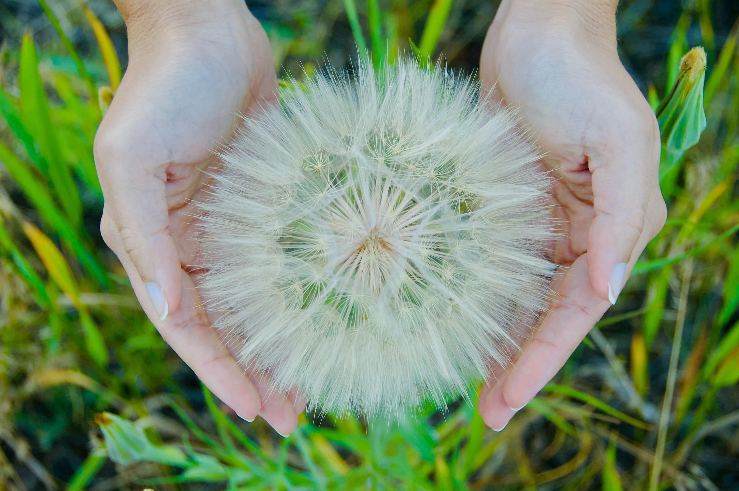 Two hands hold a large round white seed head above green grass.