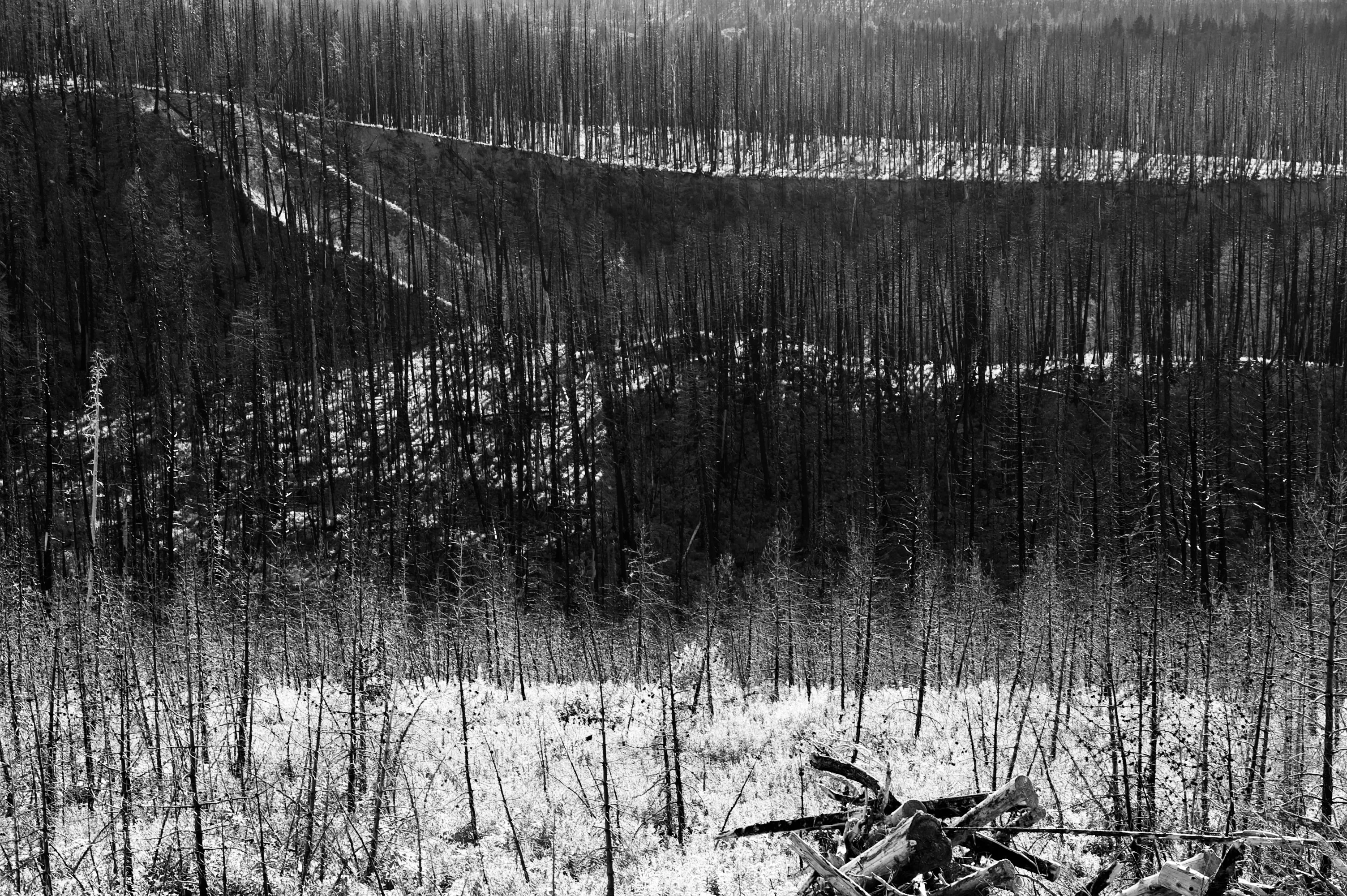 Thin young trees and charred fallen branches cover a dark hillside with patches of snow.