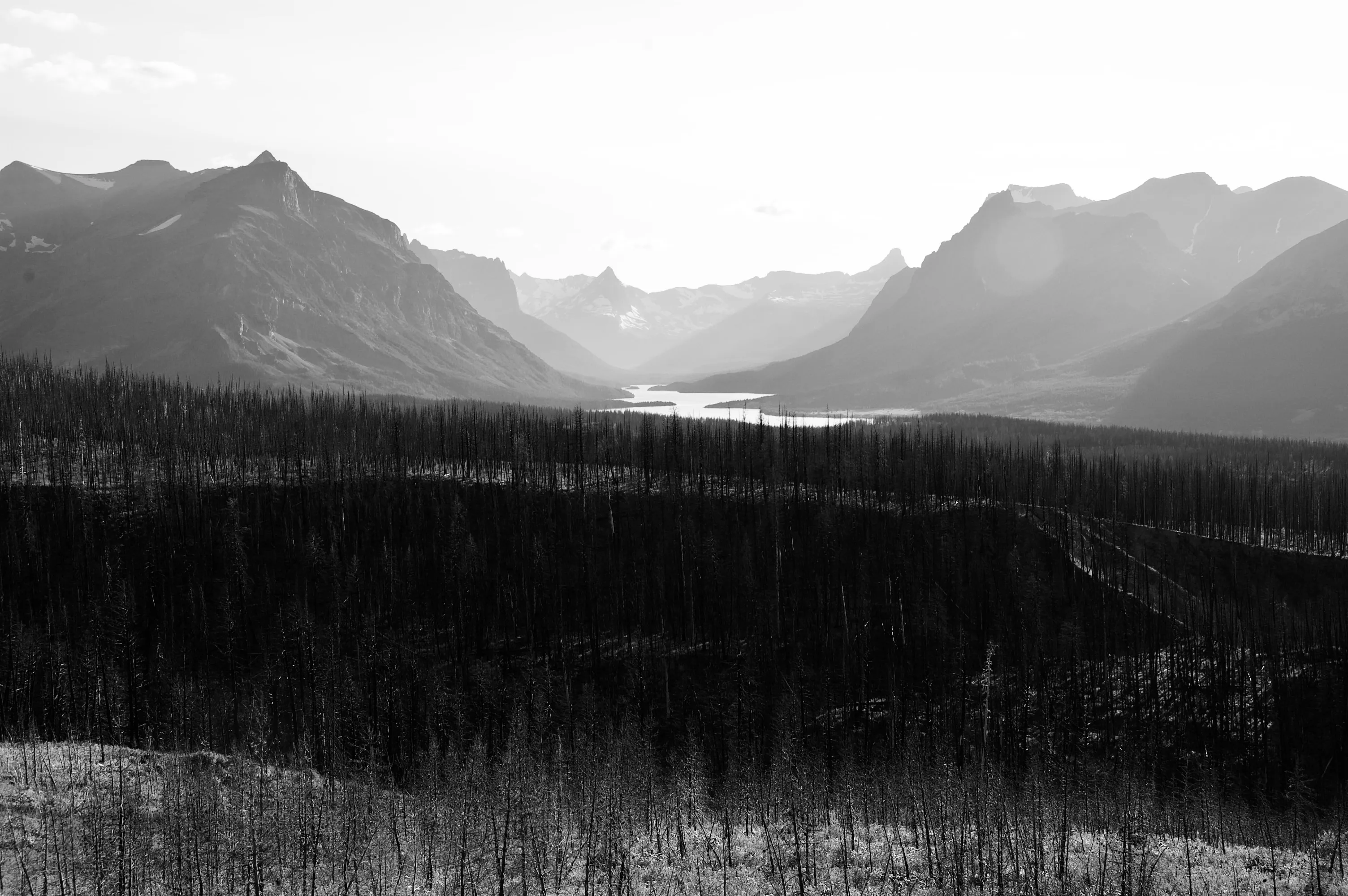 A black-and-white view of burned tree trunks leading toward a lake between mountain ranges.