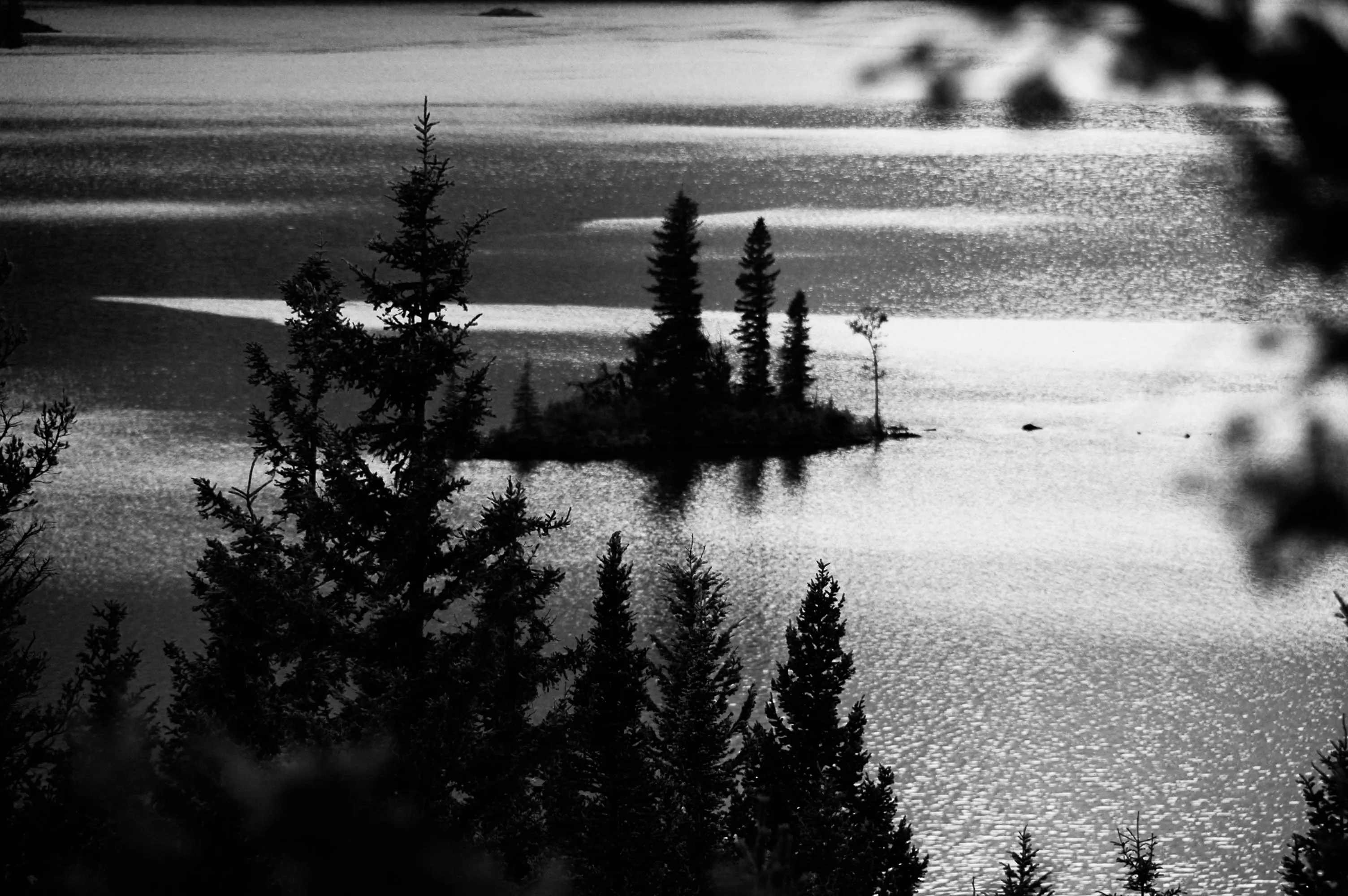 Black-and-white view through dark foreground trees toward a small island of evergreens in bright rippled water.