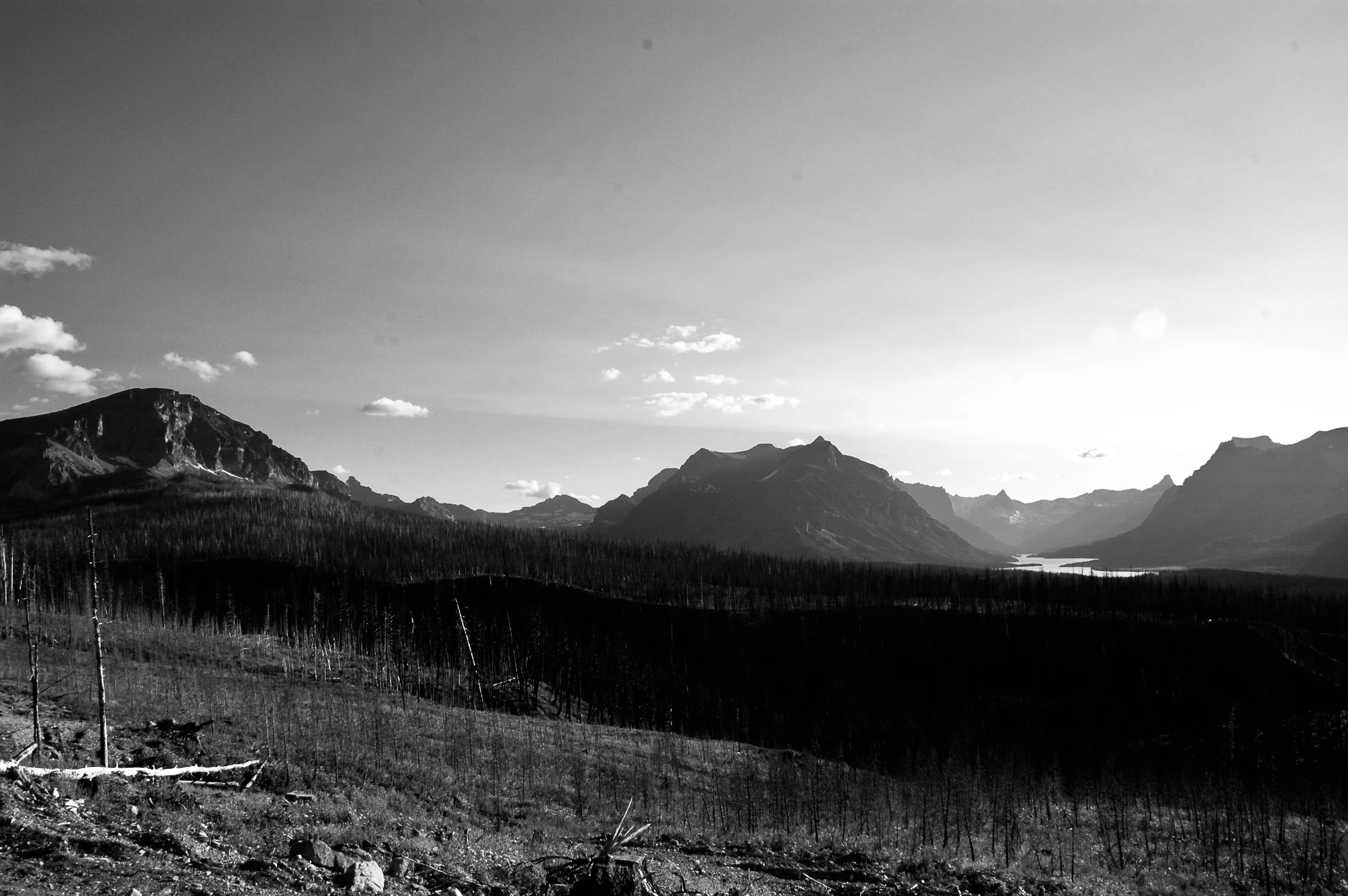 Black-and-white view across a field of burned tree trunks toward rugged mountains and a small distant lake.