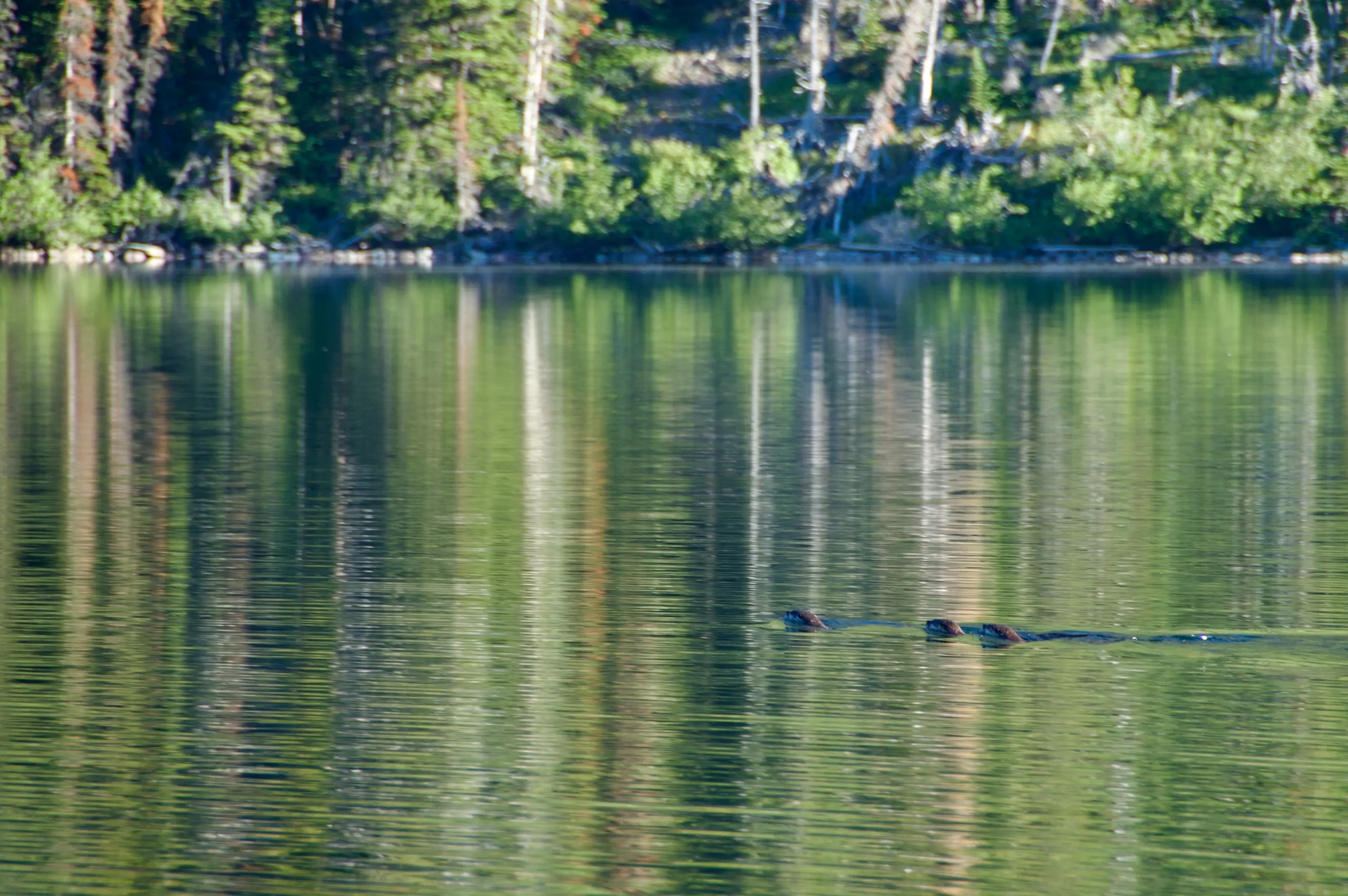 Two small animals swim through a reflective lake with a forested shoreline in the background.