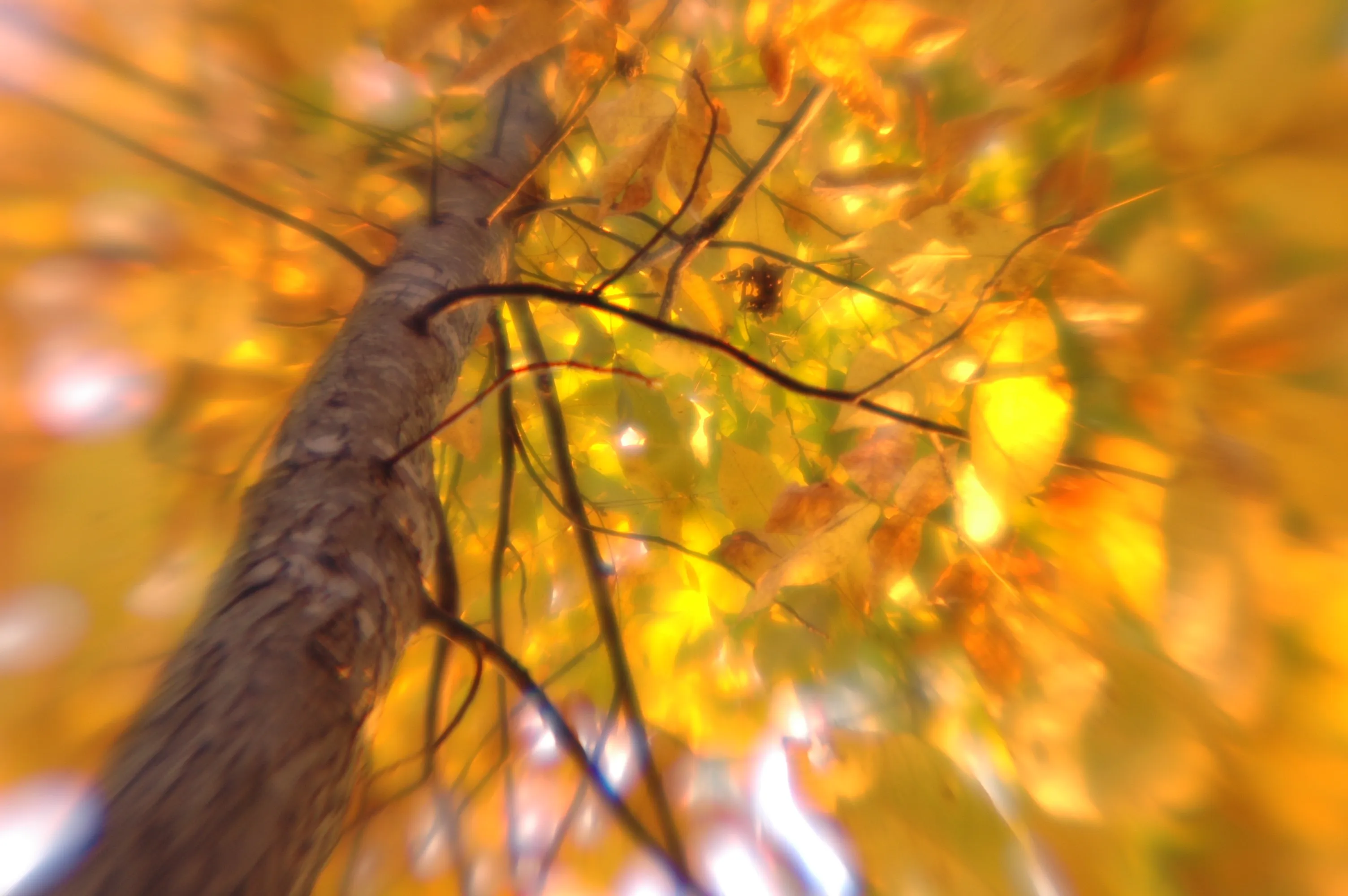 Soft-focus upward view along a tree trunk toward yellow and orange autumn leaves.