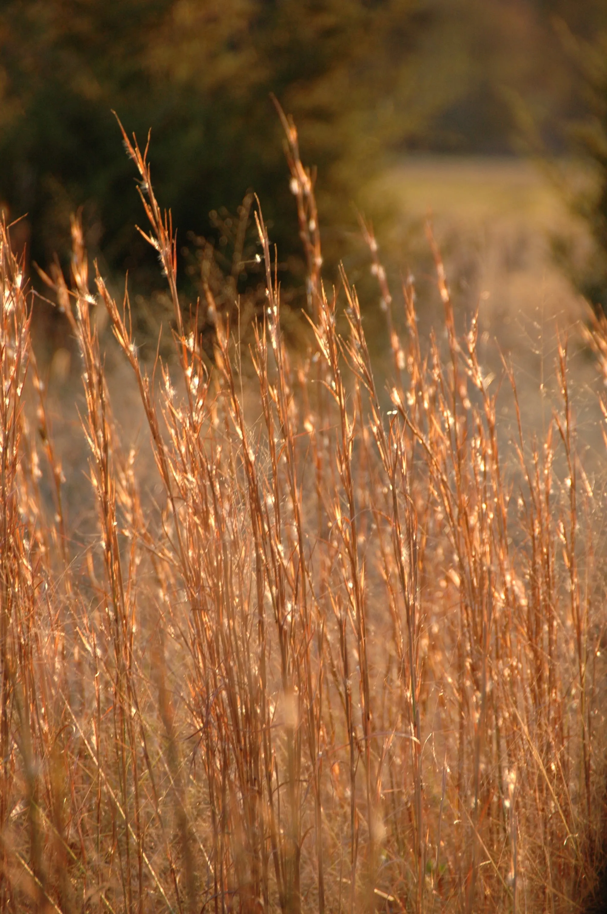 Tall dry grasses catch warm low sunlight against a soft green background.