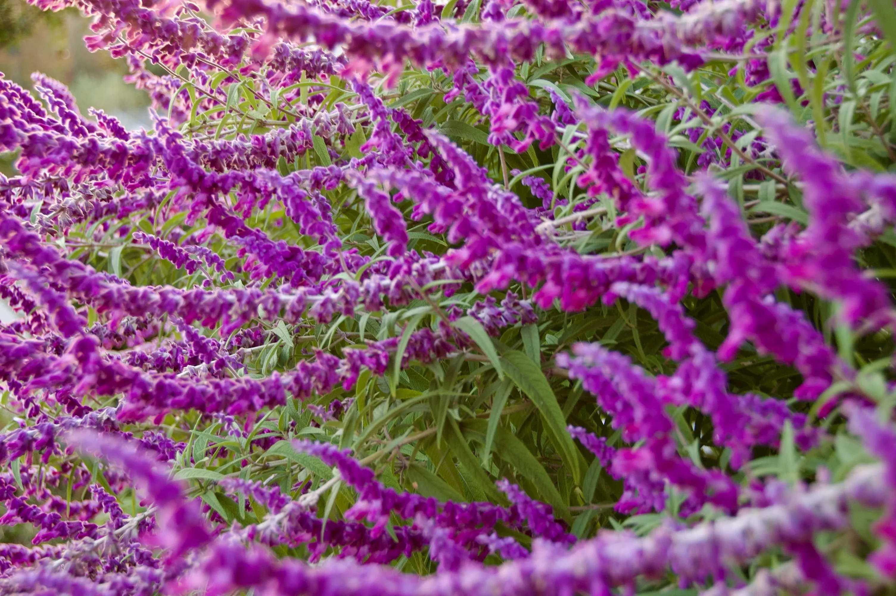 Soft-focus close-up of many purple flower spikes and green leaves.