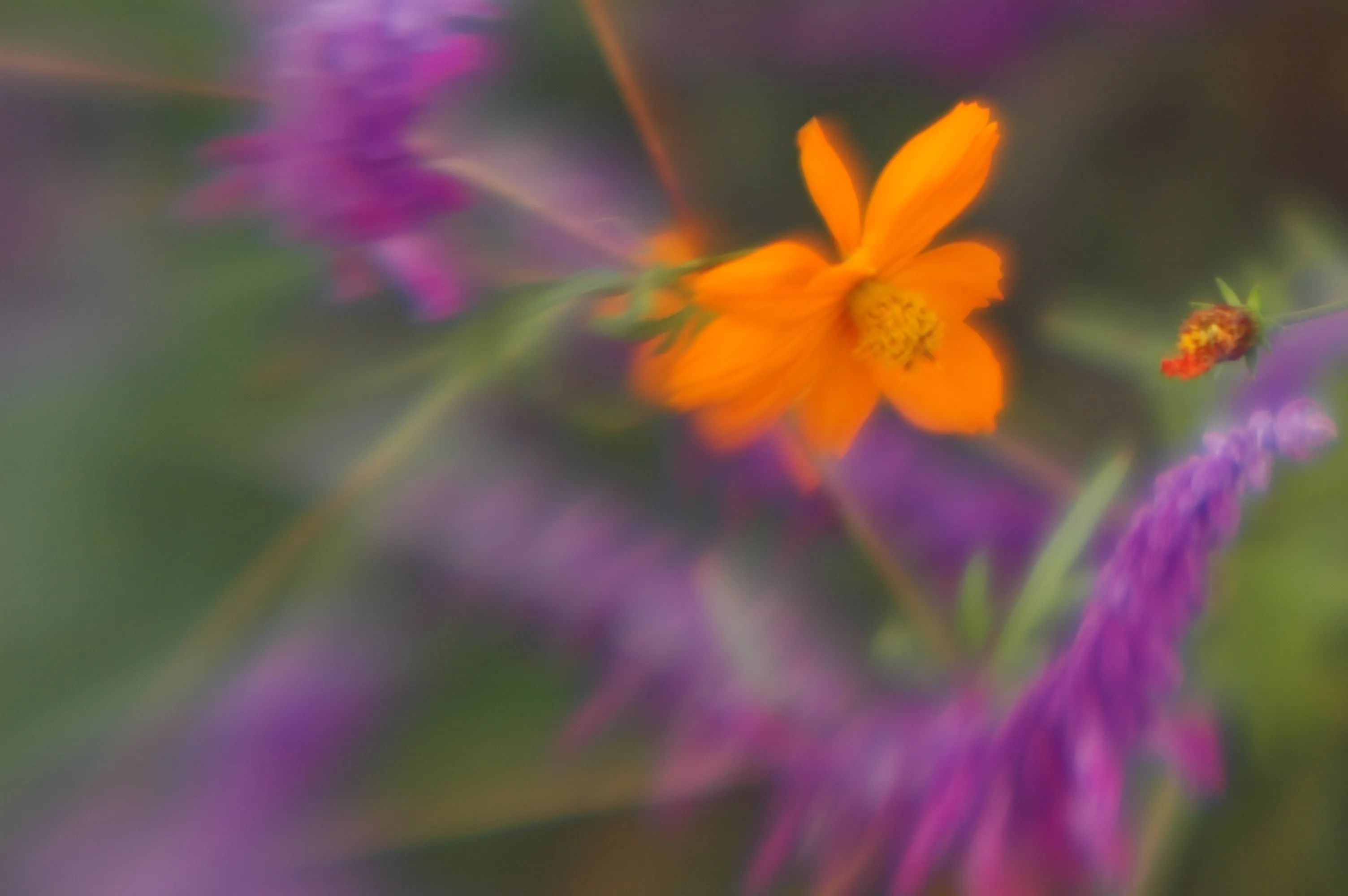 A softly focused orange flower appears among blurred purple flowers and green stems.