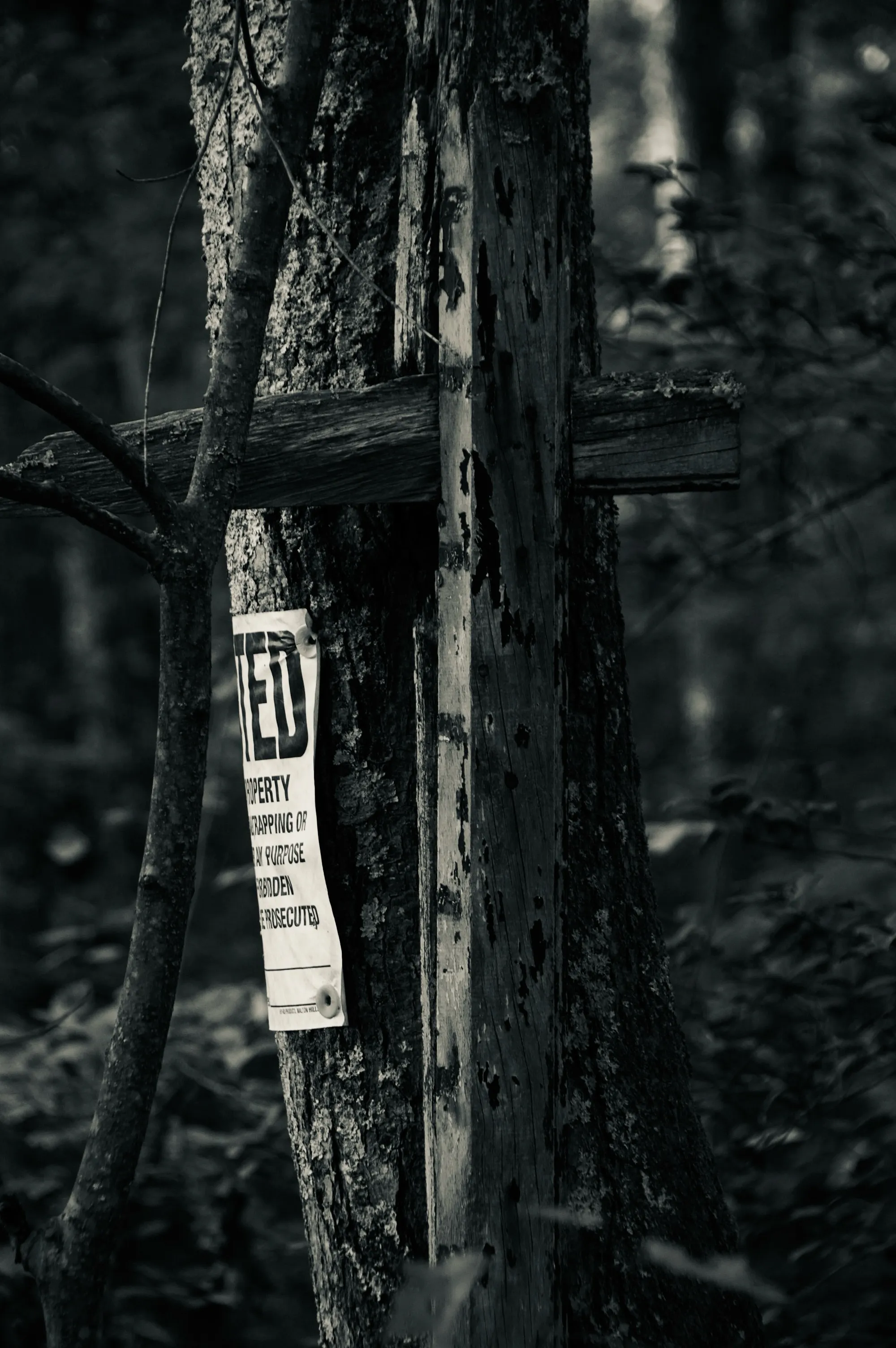 A small posted property sign attached to a peeling tree trunk in a dark wooded area.
