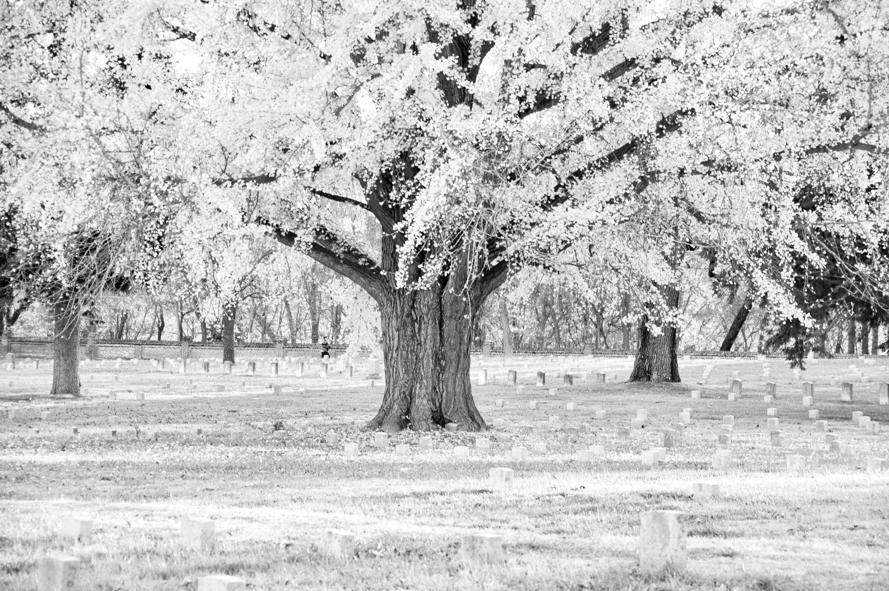 Overexposed black-and-white photograph of a flowering tree in a cemetery with low grave markers.