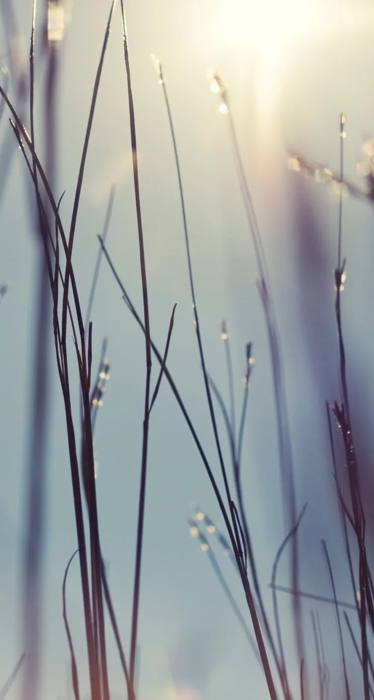 Out-of-focus slender grass stems rise against a pale blue background with bright sunlight at the upper right.