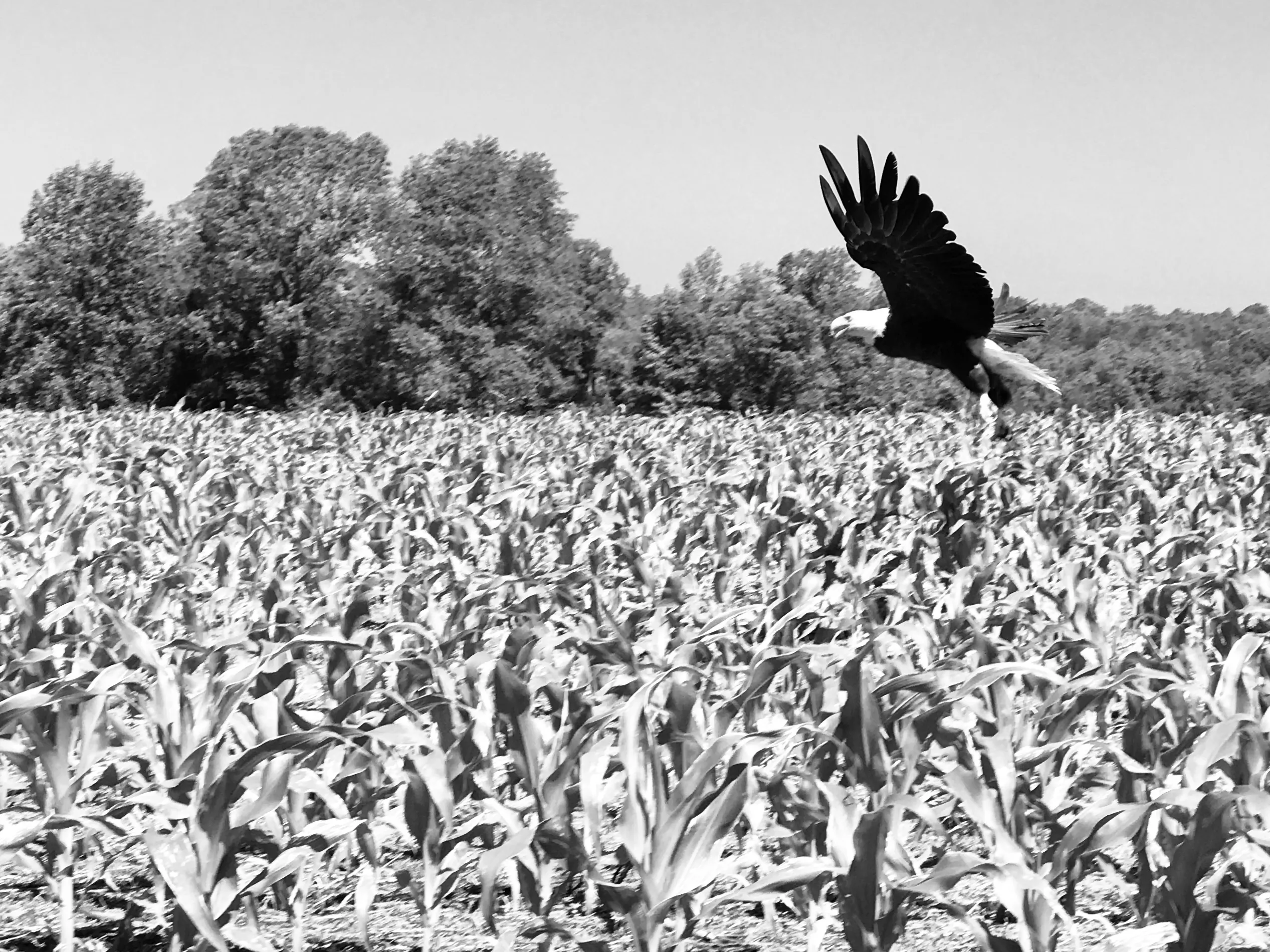 Black-and-white photograph of a large bird flying over rows of young corn with trees behind it.