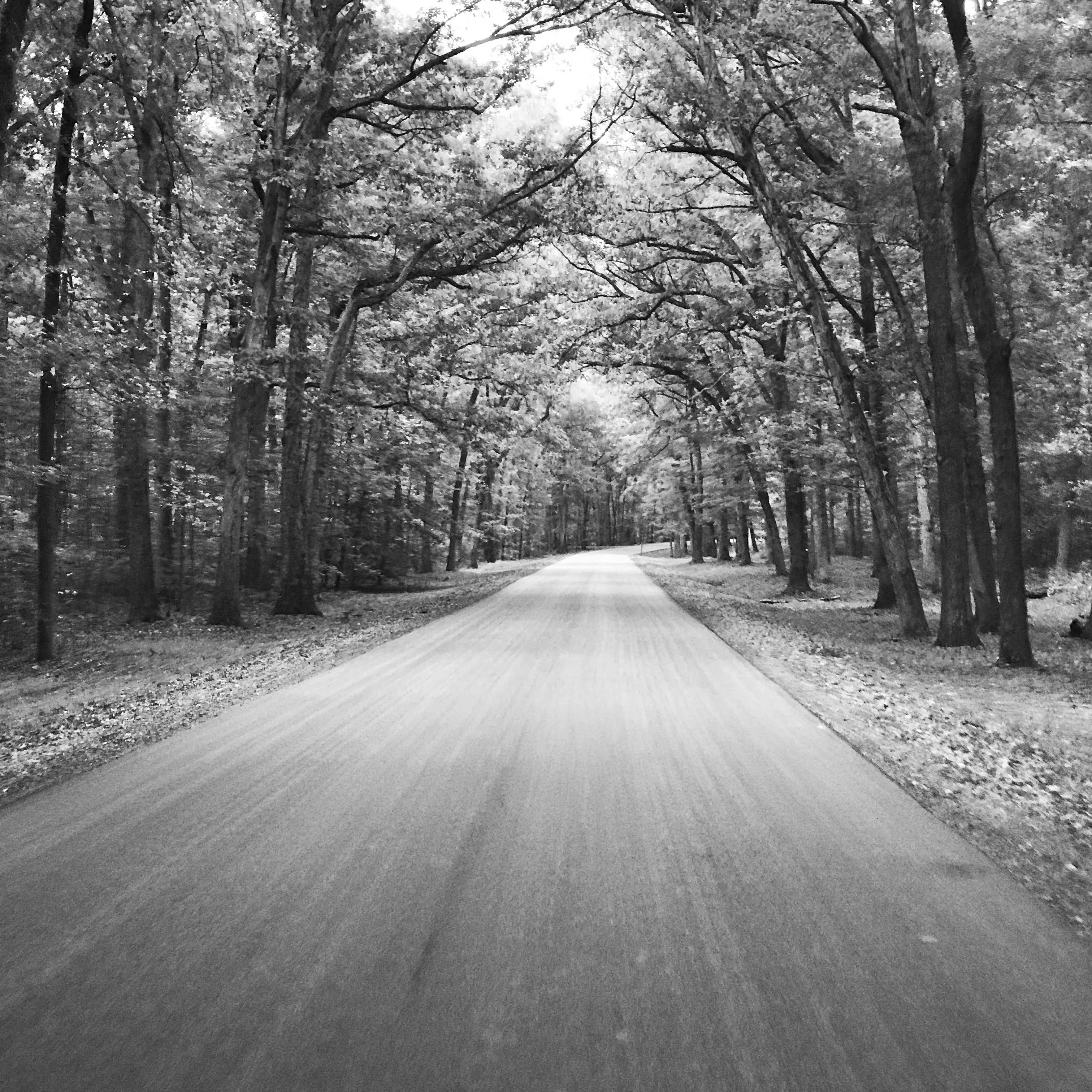 A light-colored road curves through a forest of tall trees.