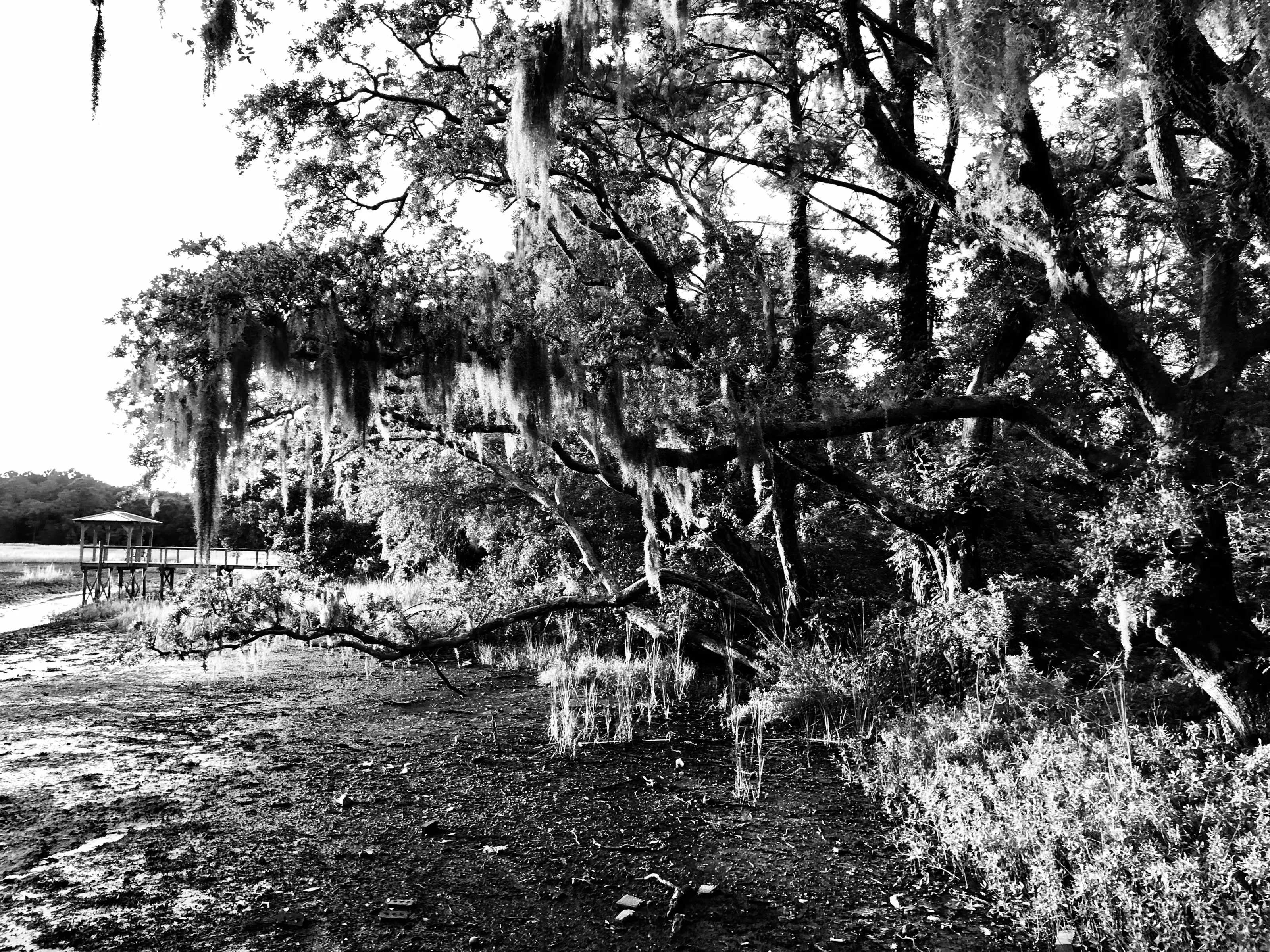 A large oak draped with Spanish moss fills the right side of a waterside scene with a small pavilion in the distance.