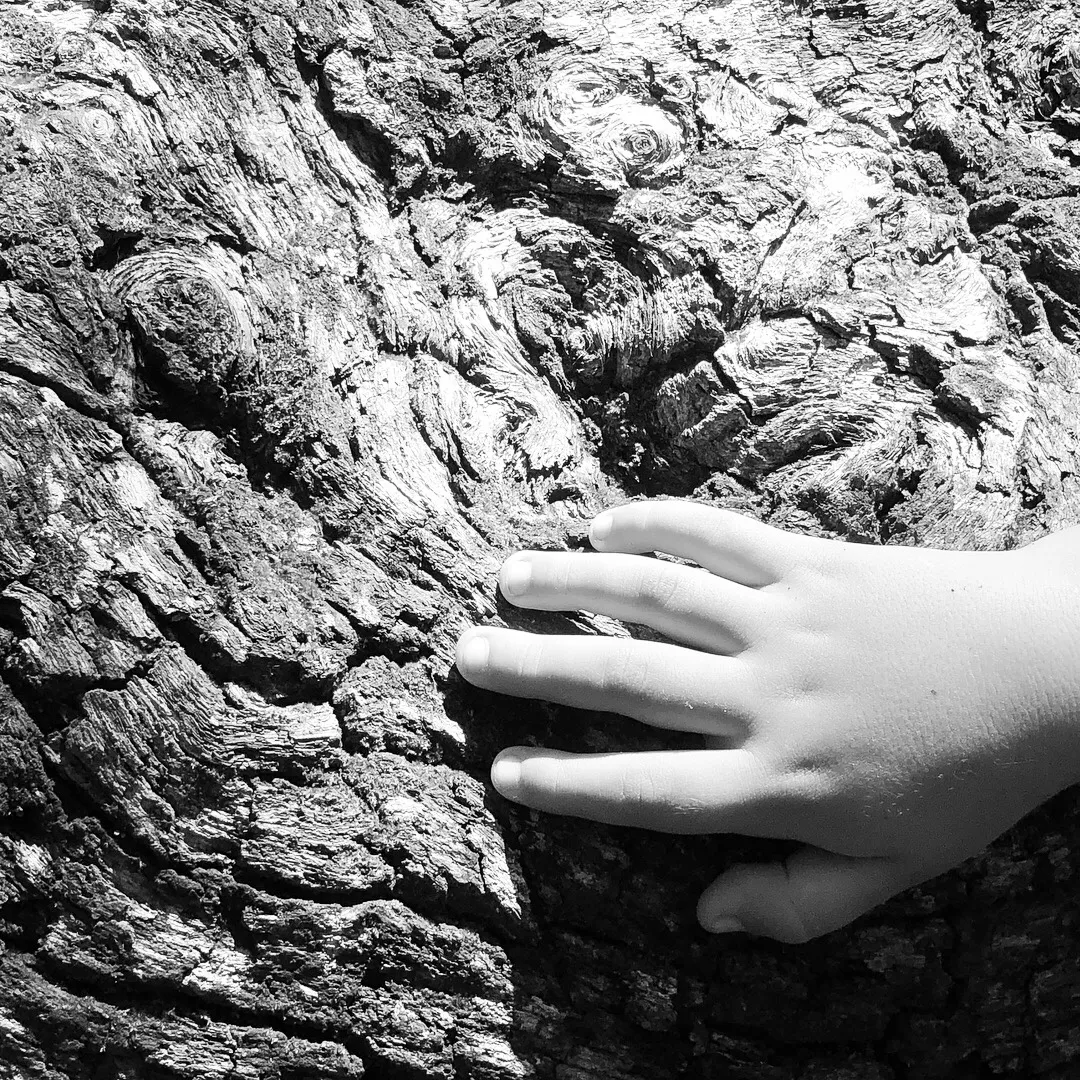 A small hand touches deeply ridged tree bark in bright black and white light.