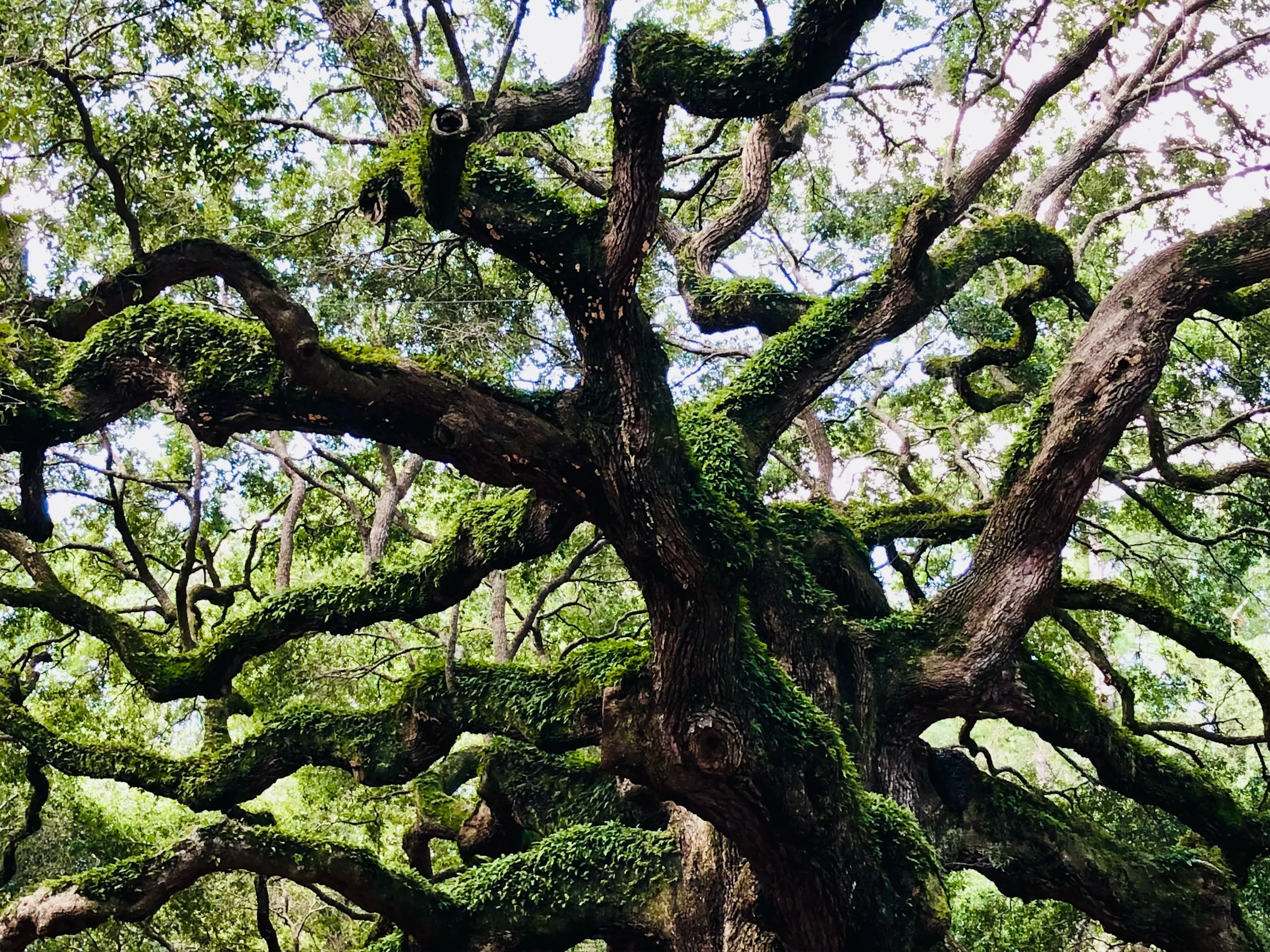 A large twisting tree with moss-covered branches in a green woodland.