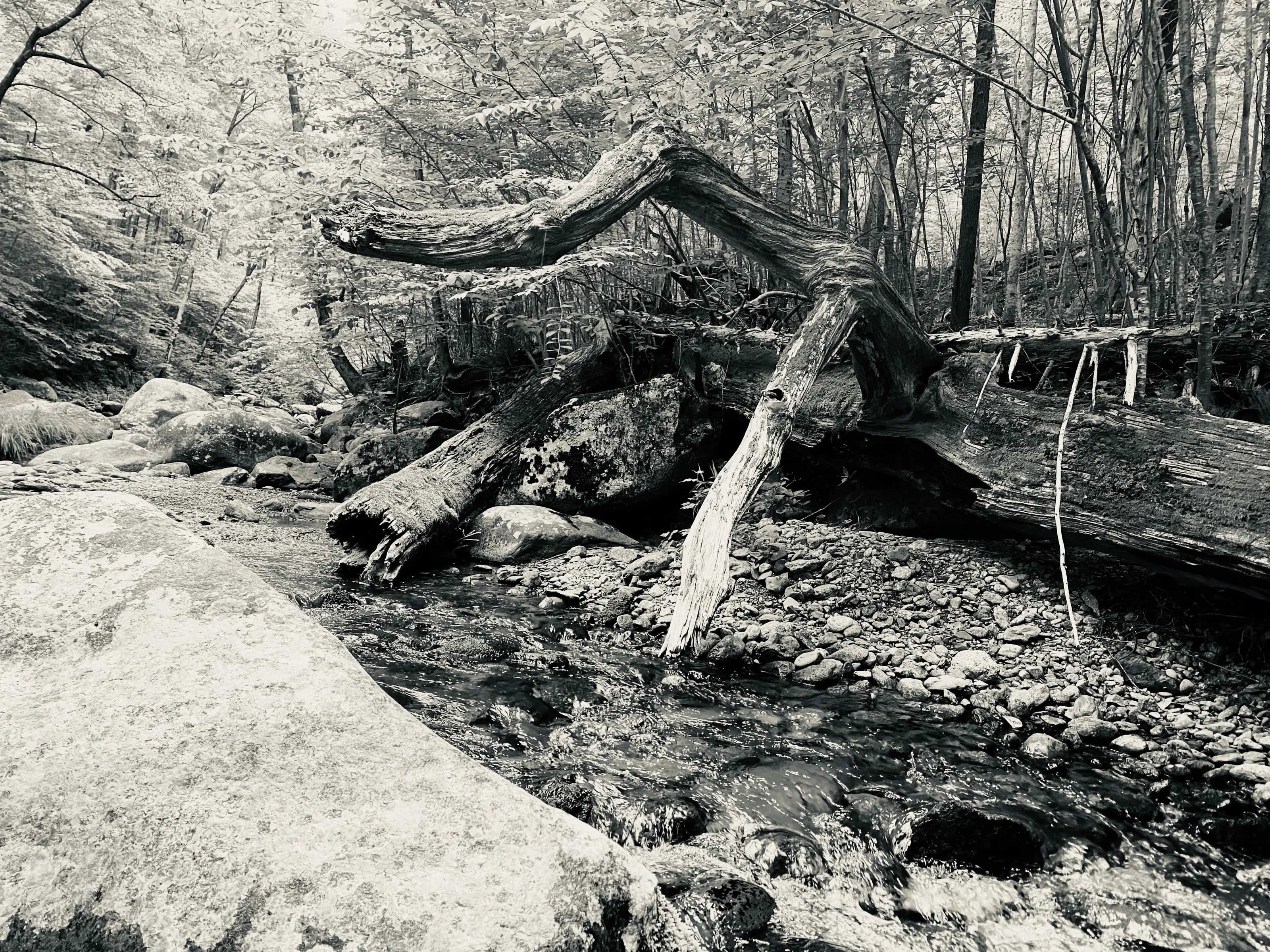 A large fallen tree arches over rocks and shallow water in a wooded streambed.
