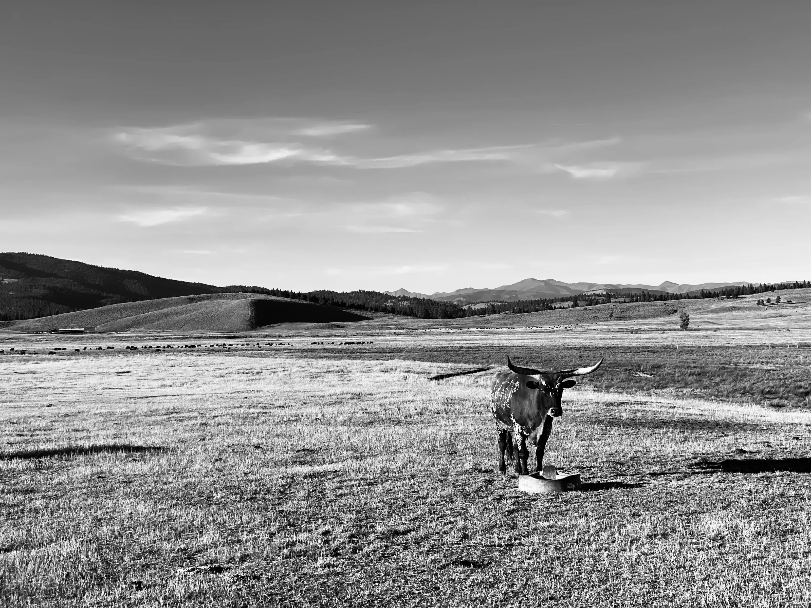 Black-and-white photograph of a longhorn standing in a grassy field with low mountains in the distance.