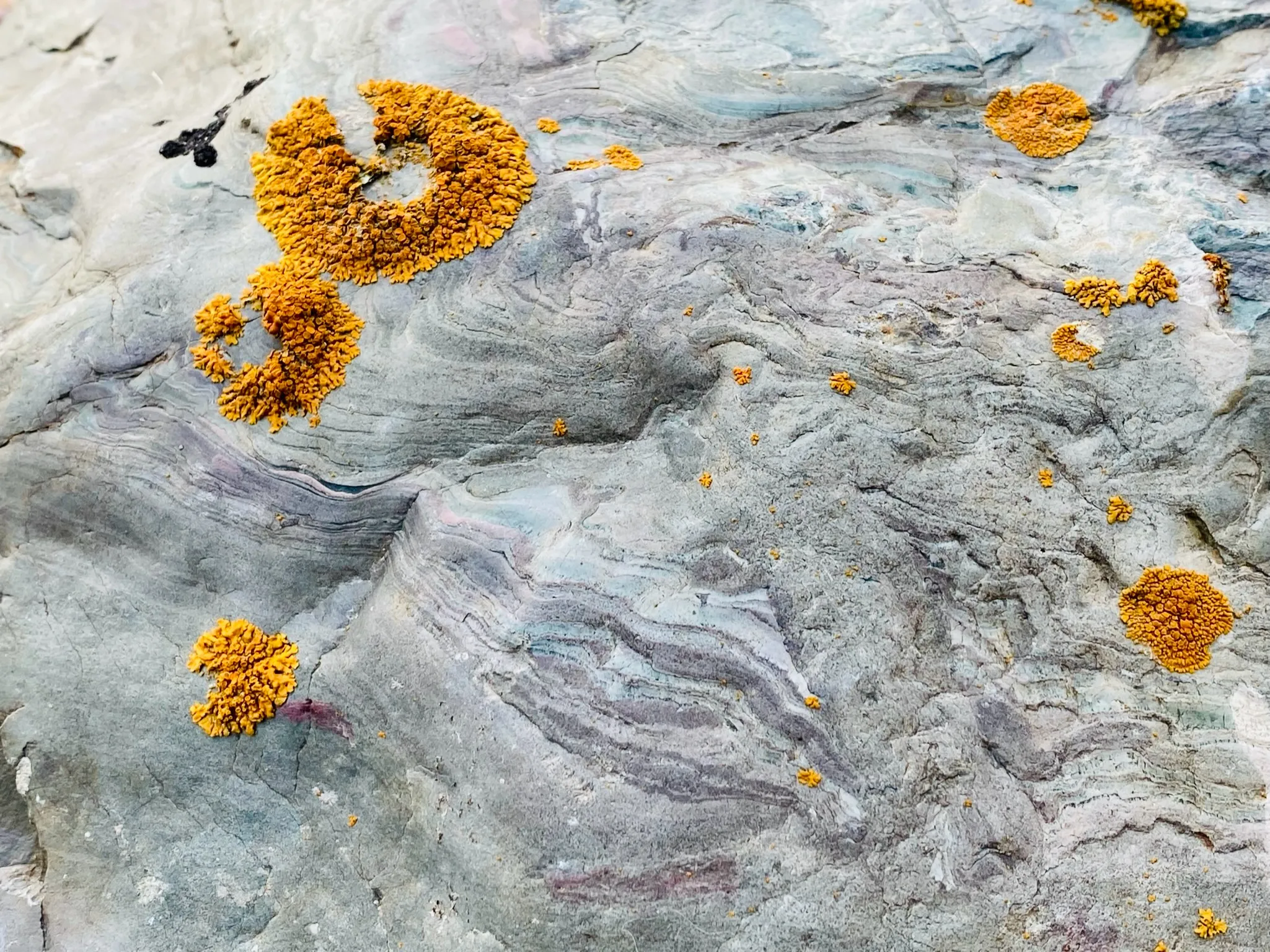 Small patches of bright orange lichen scattered across pale gray veined rock.