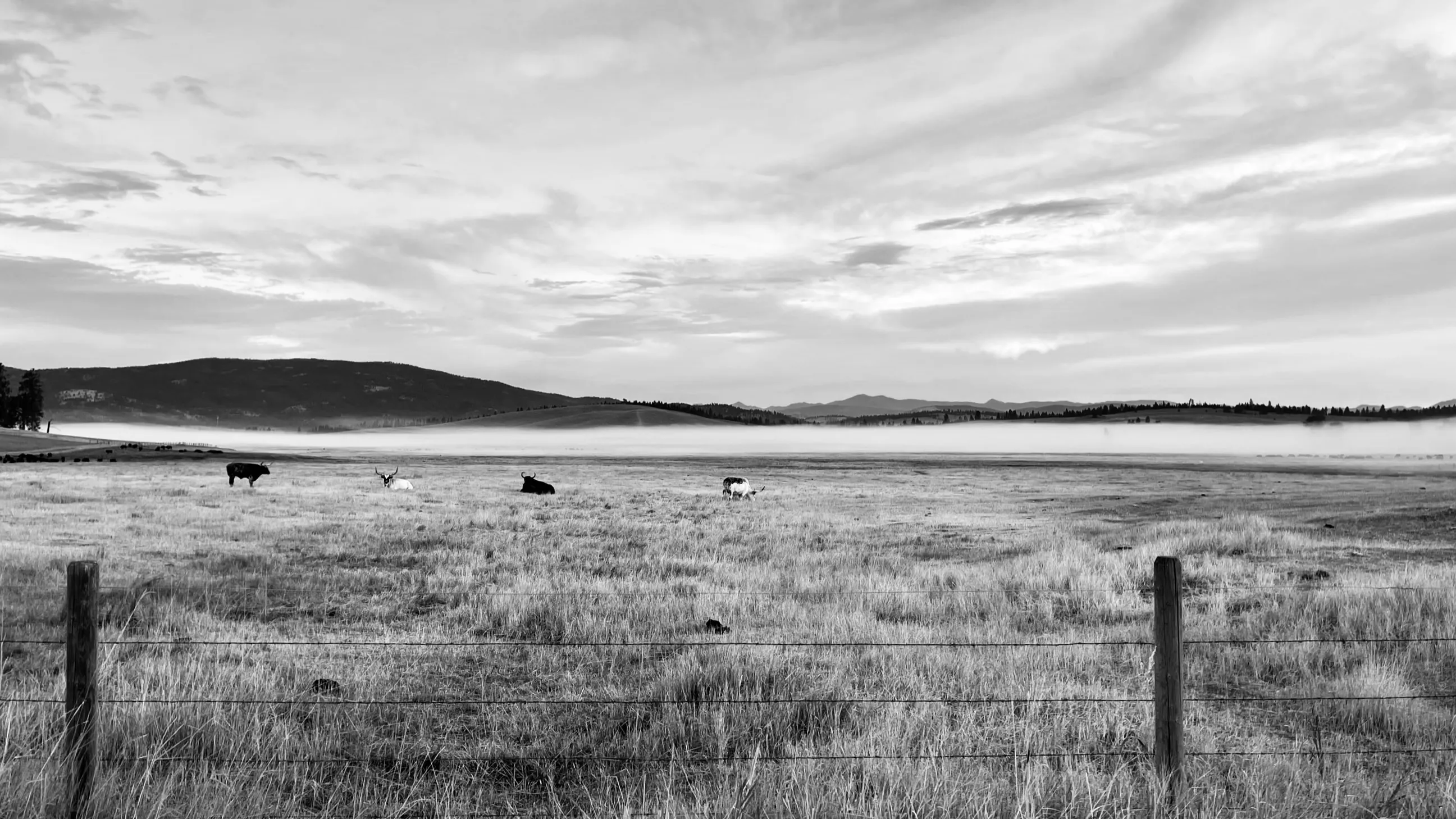Black-and-white panoramic view of cattle in a fenced grassy pasture with low mist and hills behind.