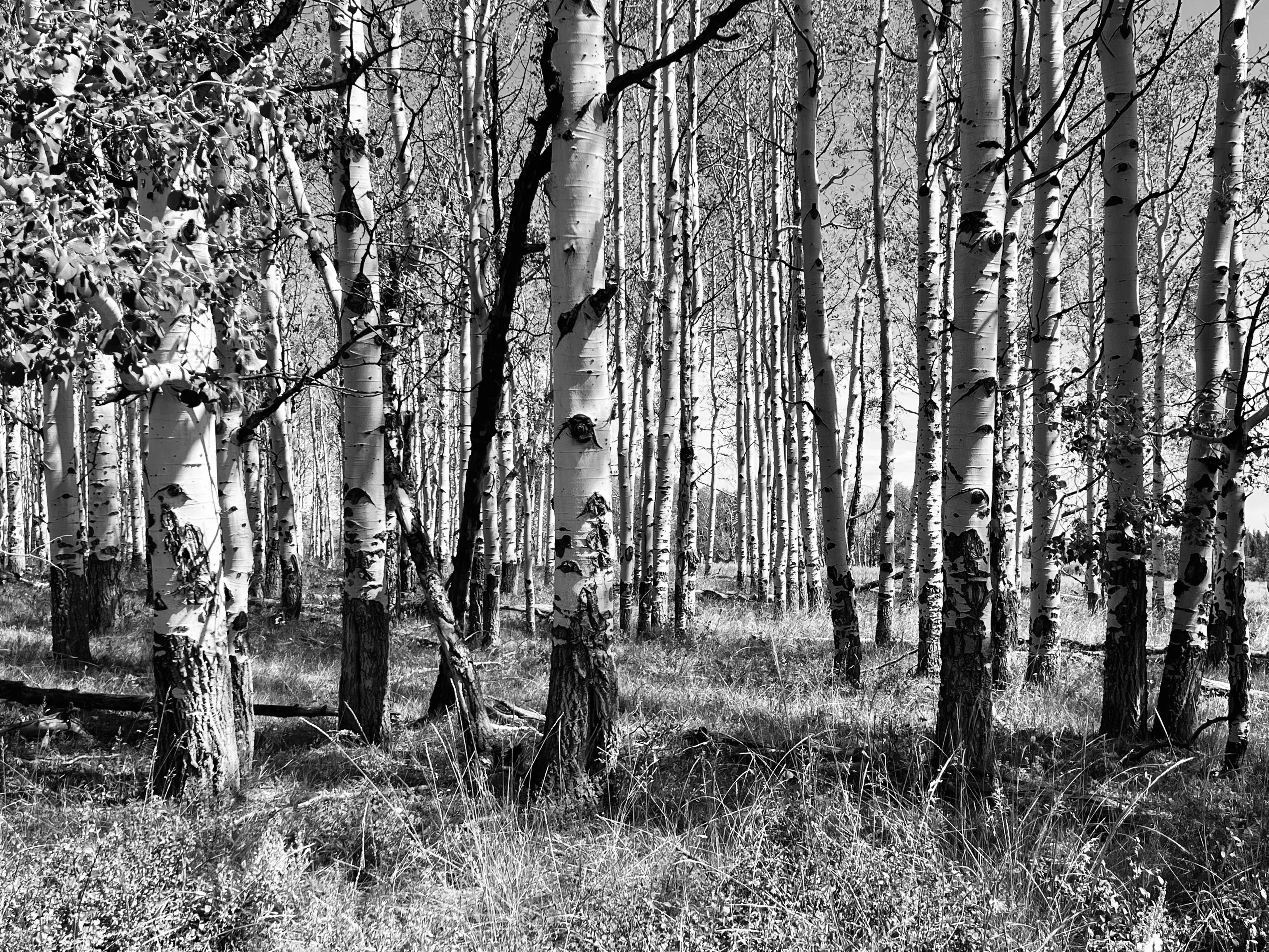 White birch trunks standing closely together in a forest, shown in black and white.