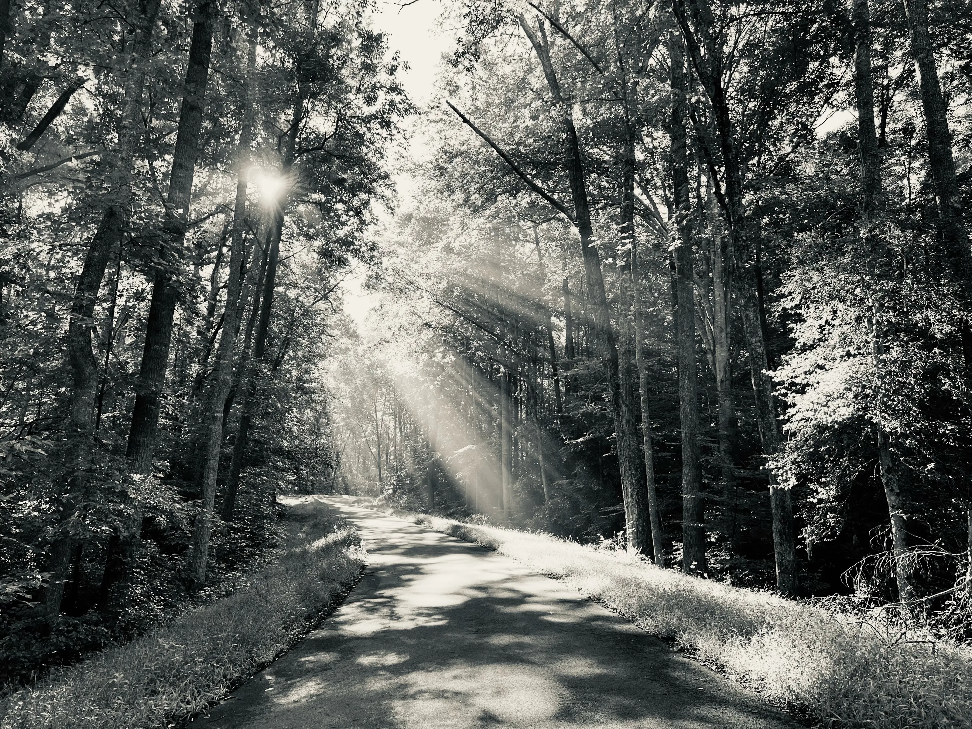 Sunbeams pass through tall trees onto a narrow road in a black-and-white forest scene.