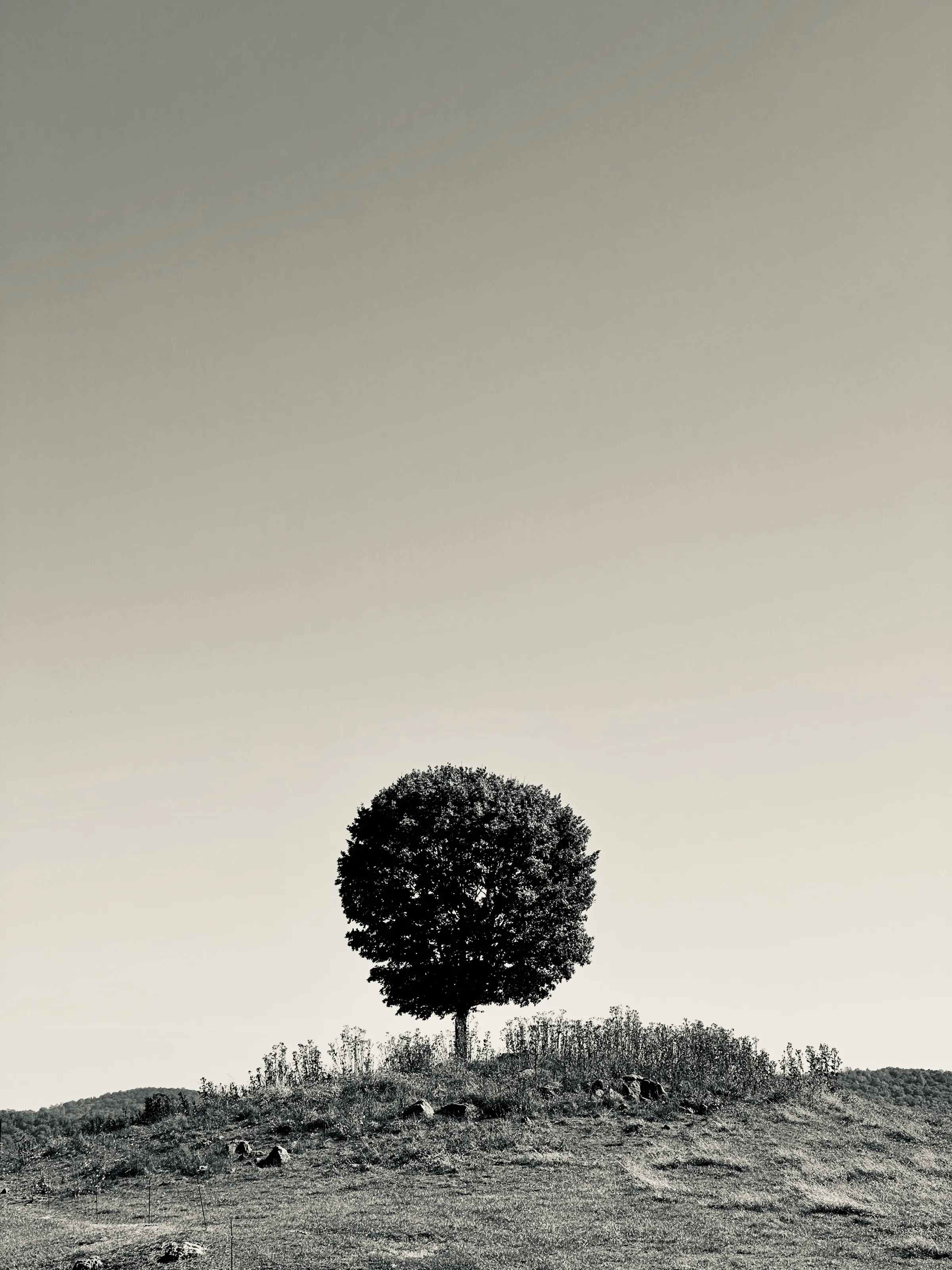 Black-and-white photograph of a single round-canopied tree on a small hill beneath an empty sky.