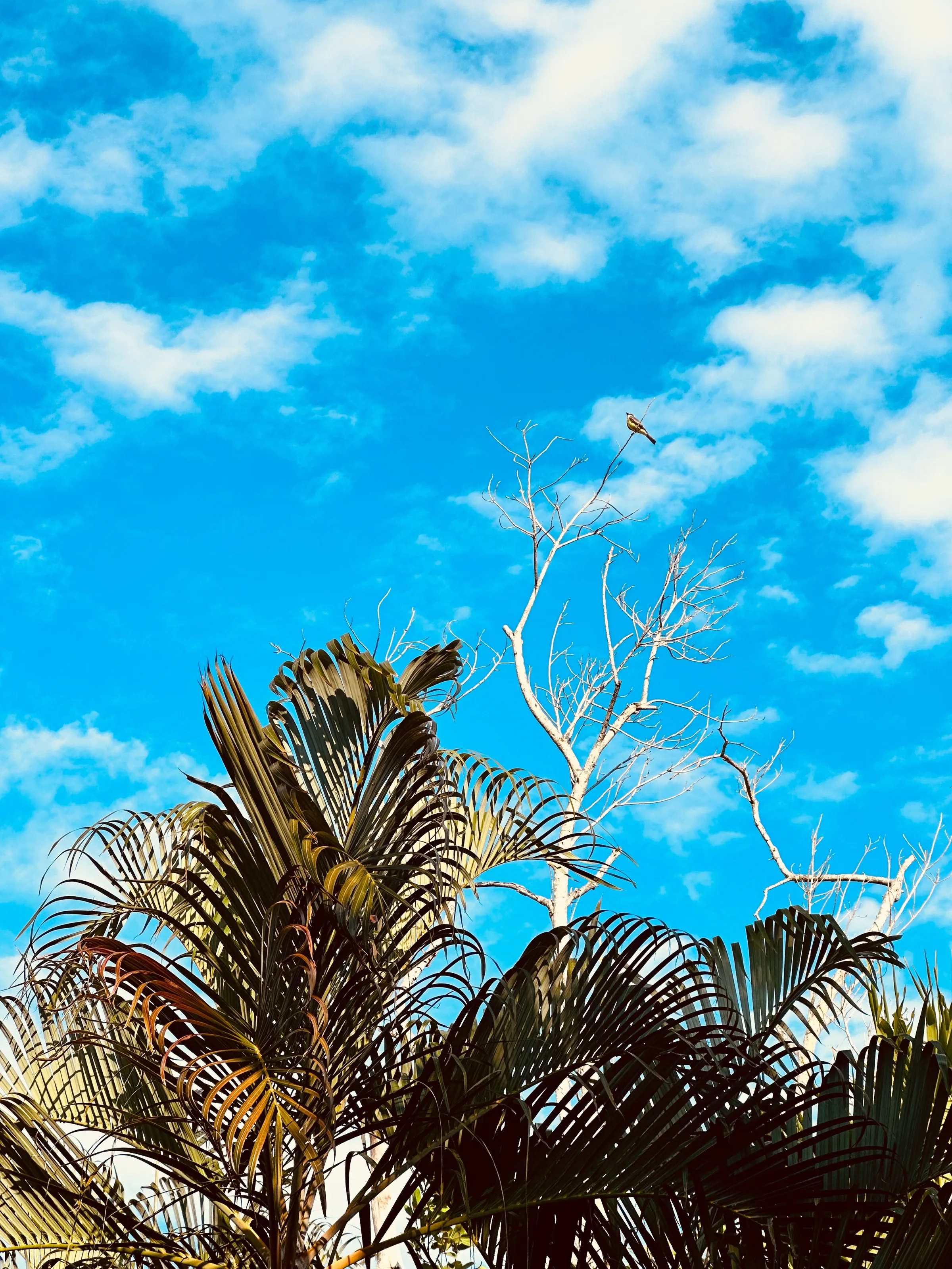 Palm fronds and the branches of a bare tree rise against a bright blue sky with scattered clouds.