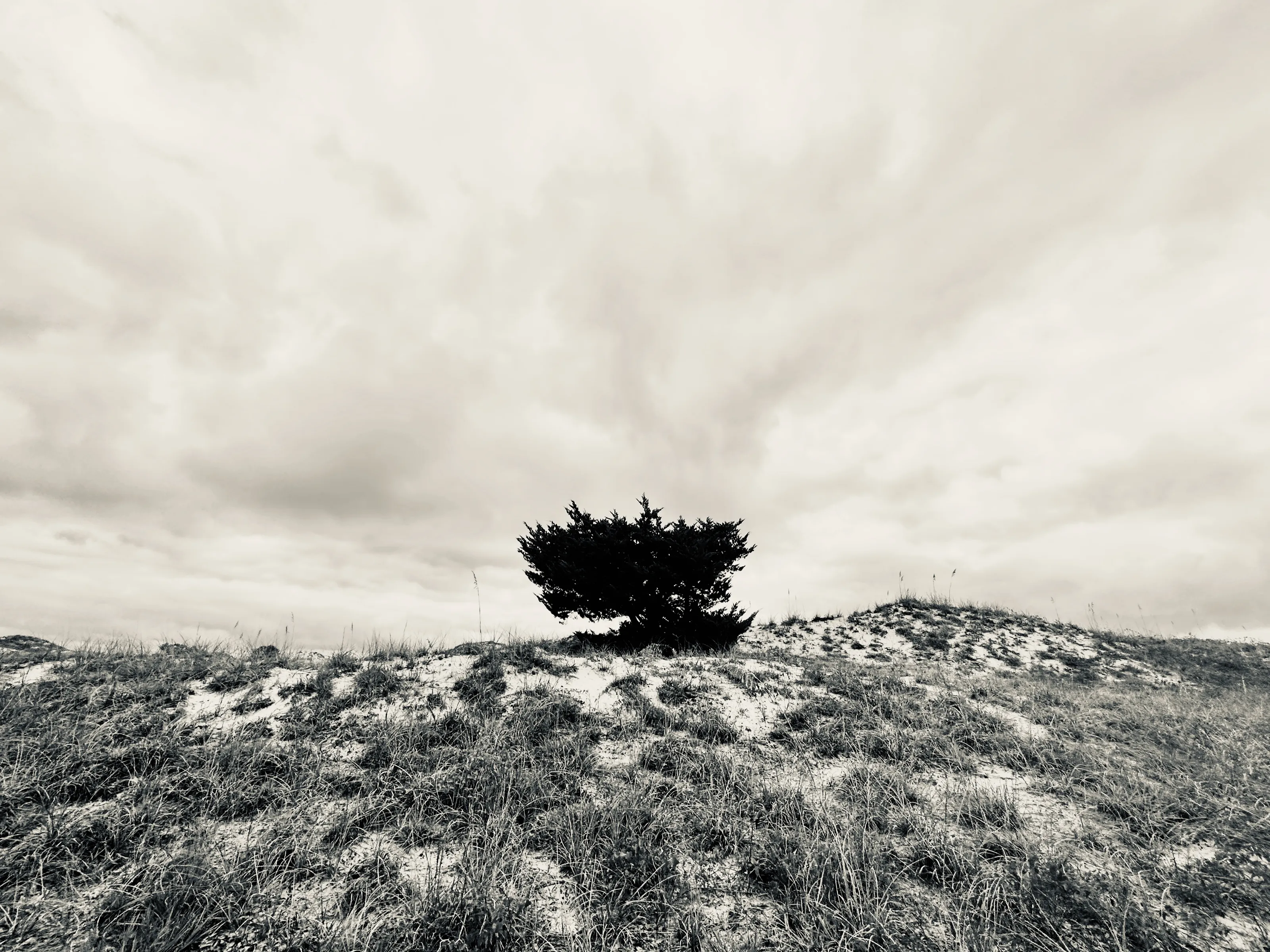 Black-and-white photograph of a lone low tree on sandy, grass-covered dunes beneath a cloudy sky.