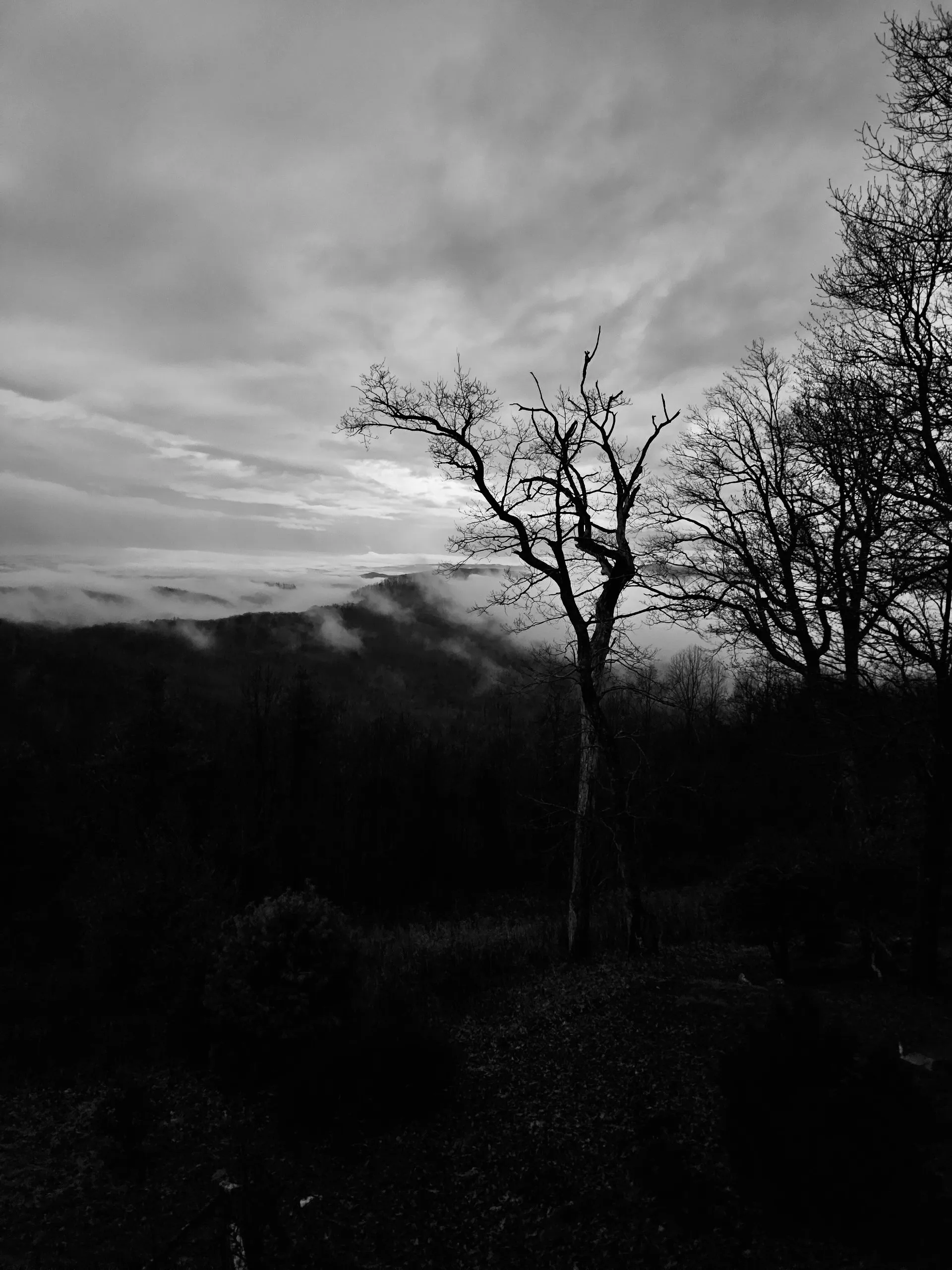A leafless tree stands on a dark hillside above low clouds and distant hills.