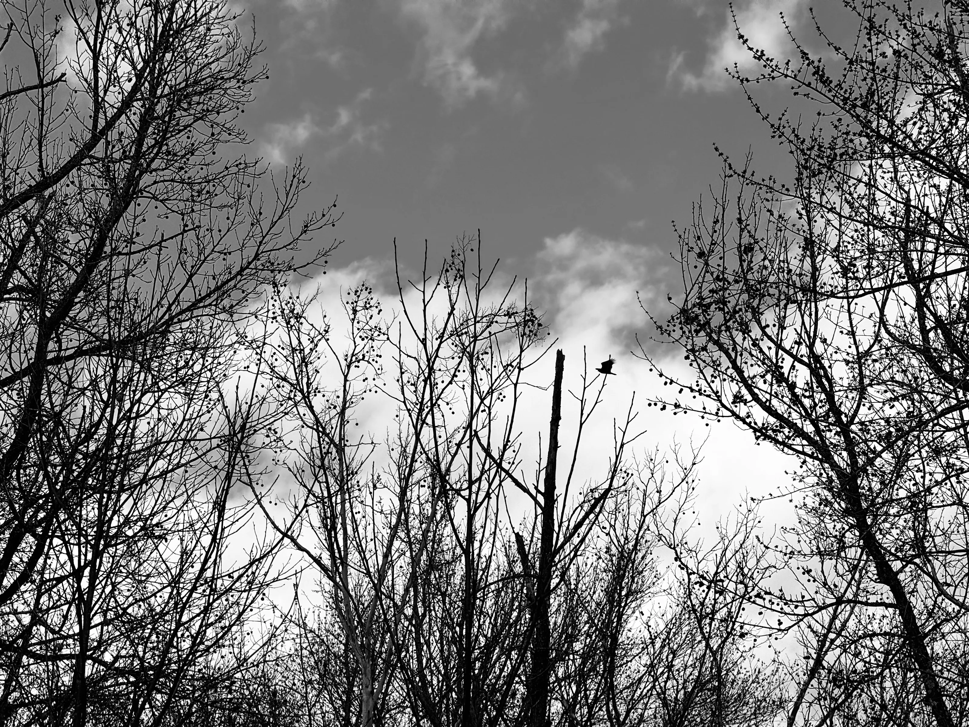 Black-and-white view looking up through bare branches, with a small bird perched near the center against clouds.