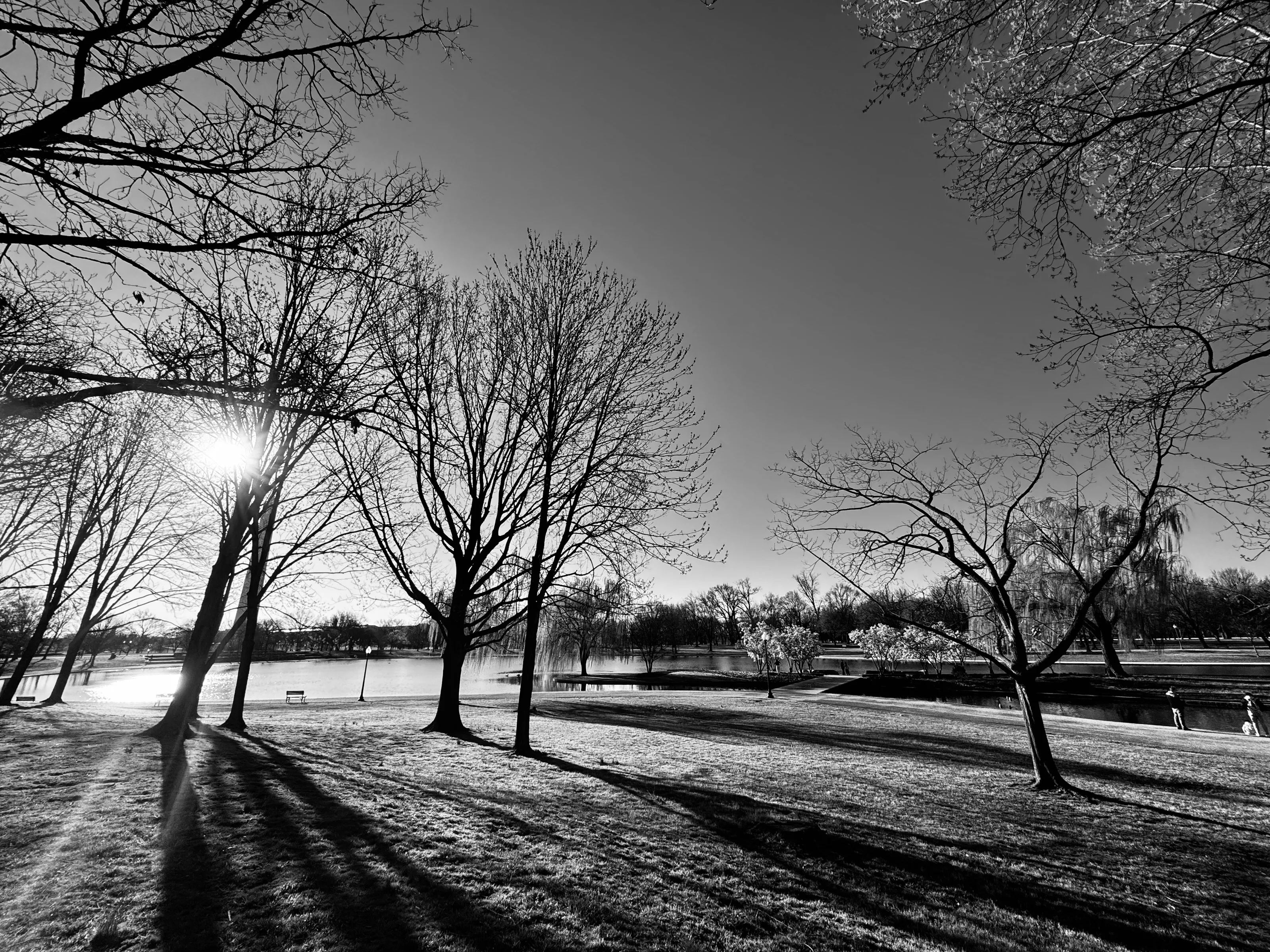 Black-and-white park scene with bare trees casting long shadows across grass beside water.