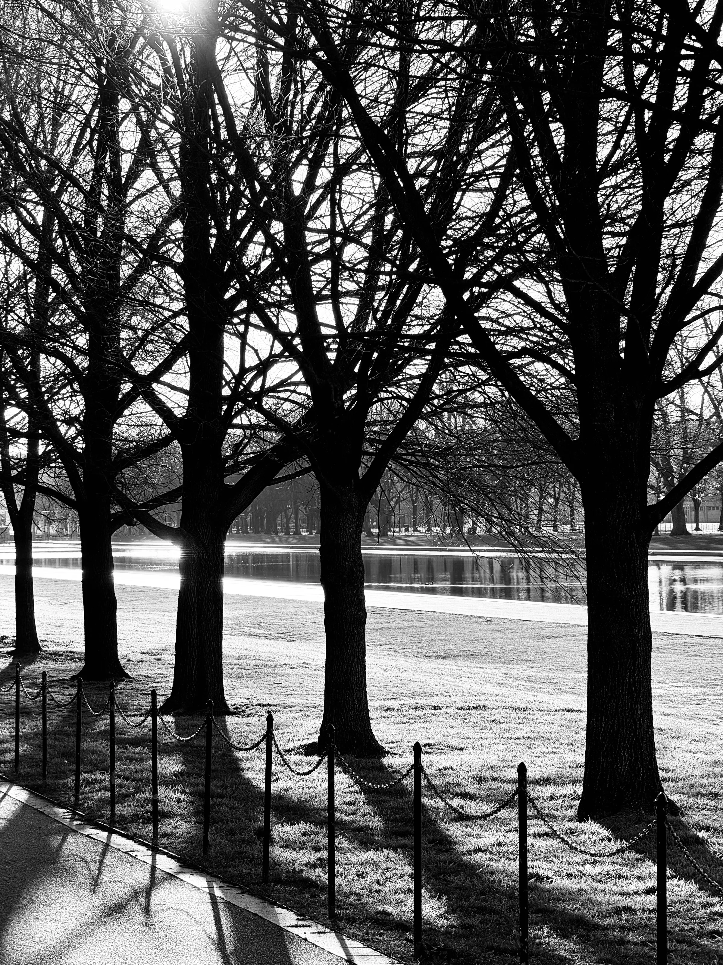 A row of leafless trees in black and white beside a sunlit pond and a low chain barrier.