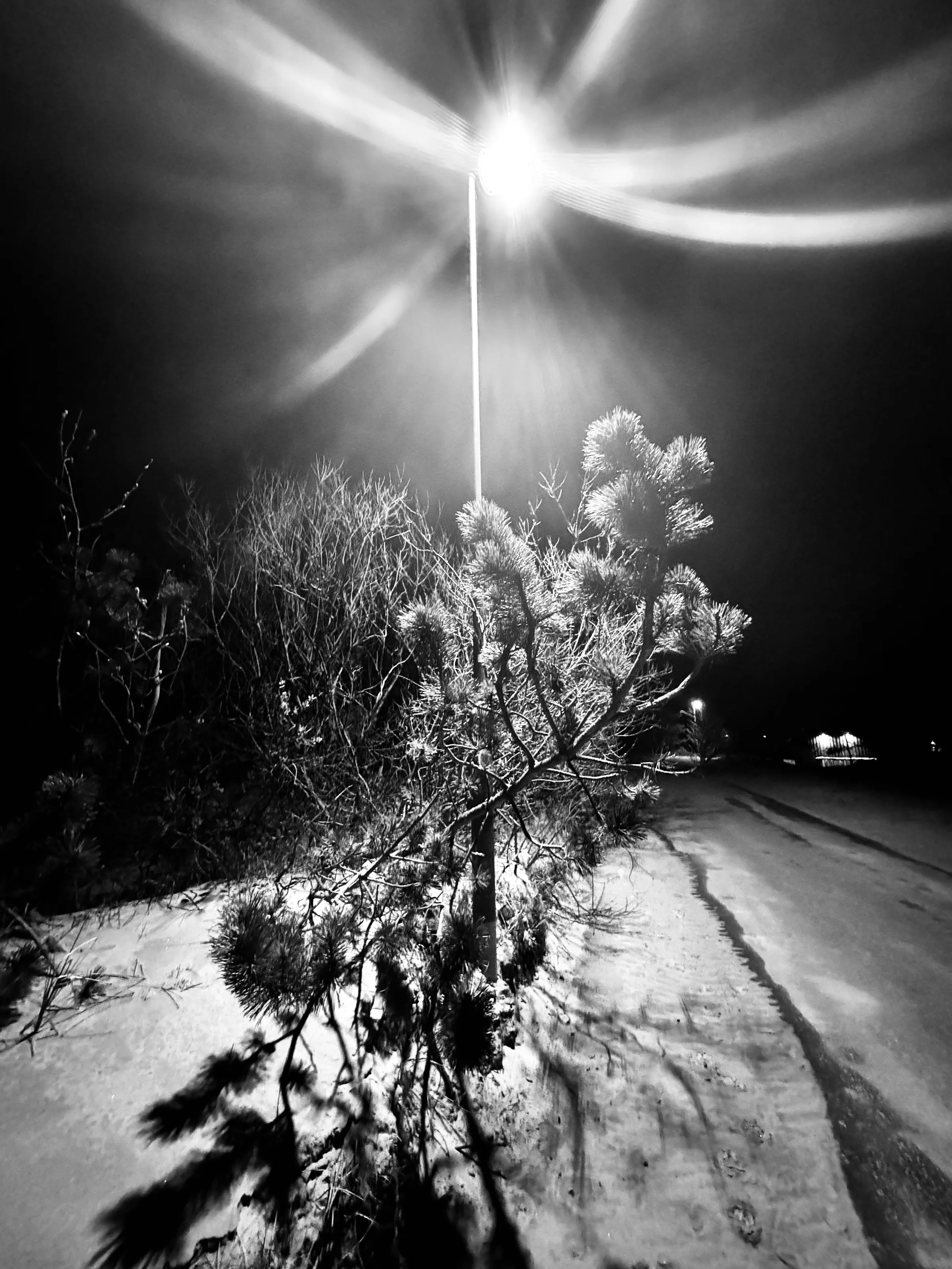 A bright streetlight creates broad flare streaks above a small snow-covered pine beside a snowy road at night.