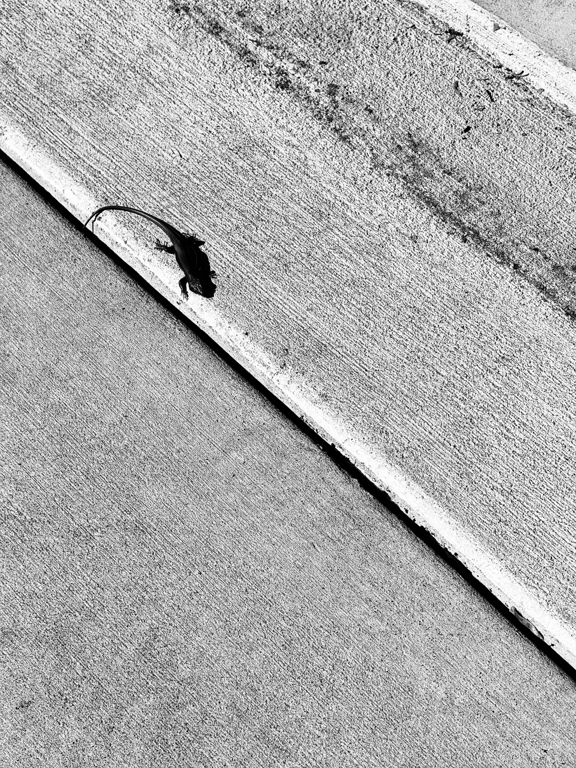Black-and-white overhead view of a small lizard on concrete beside a dark diagonal seam.