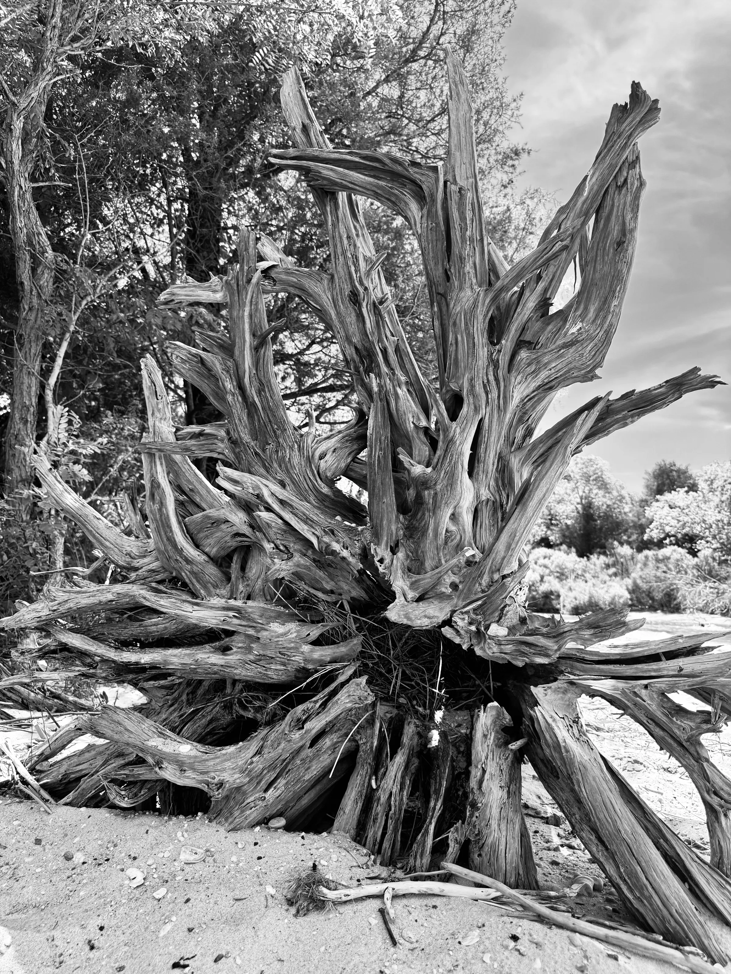 Black-and-white photograph of a large mass of weathered tree roots on sand near vegetation.