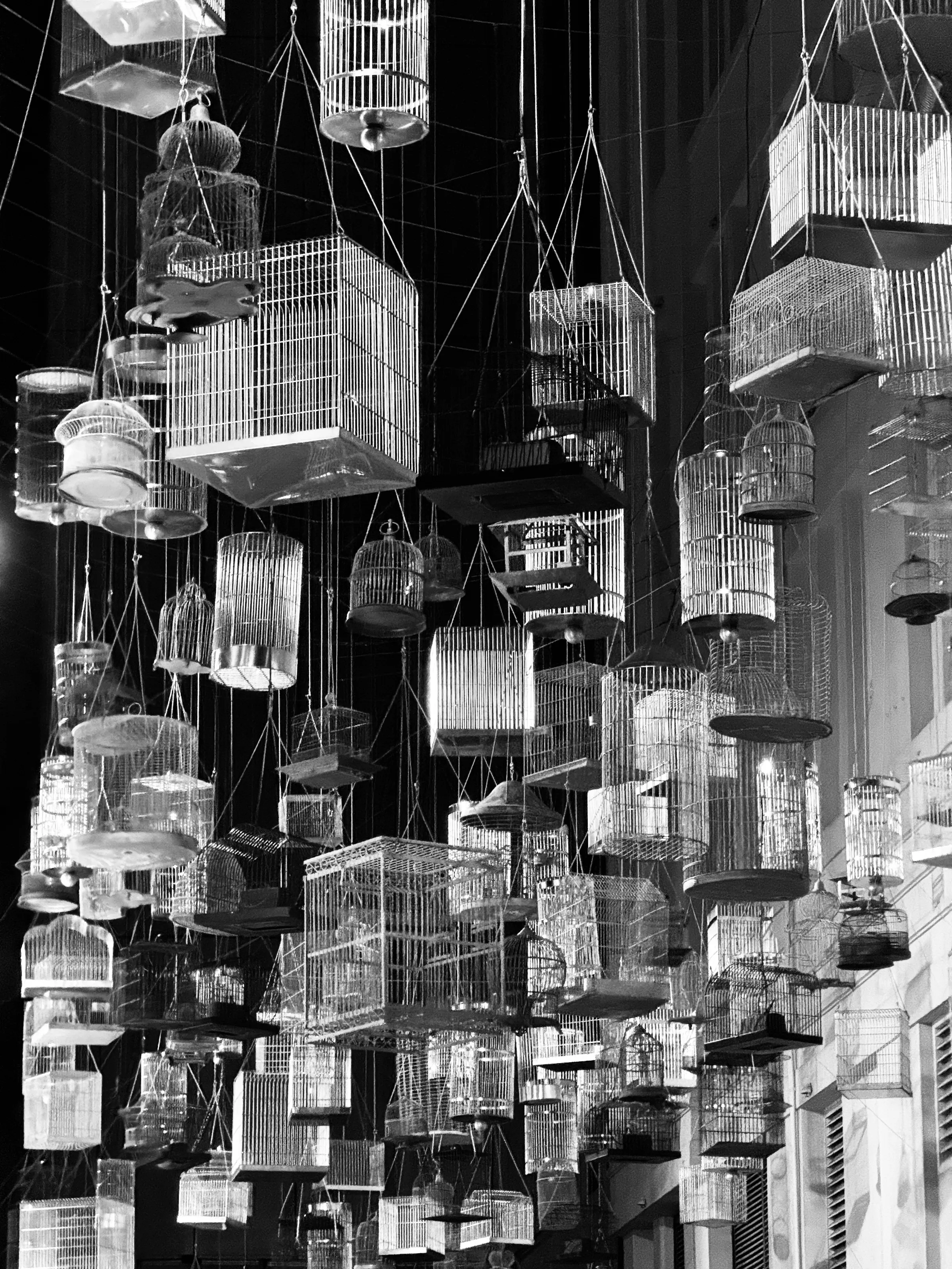 Dozens of empty birdcages hanging at different heights in a dark interior, shown in black and white.